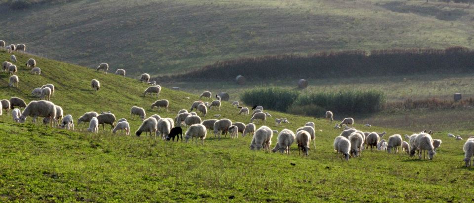 pecore di Fioranello