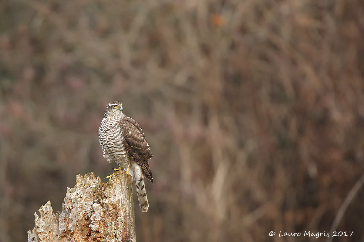 Sparviere femmina