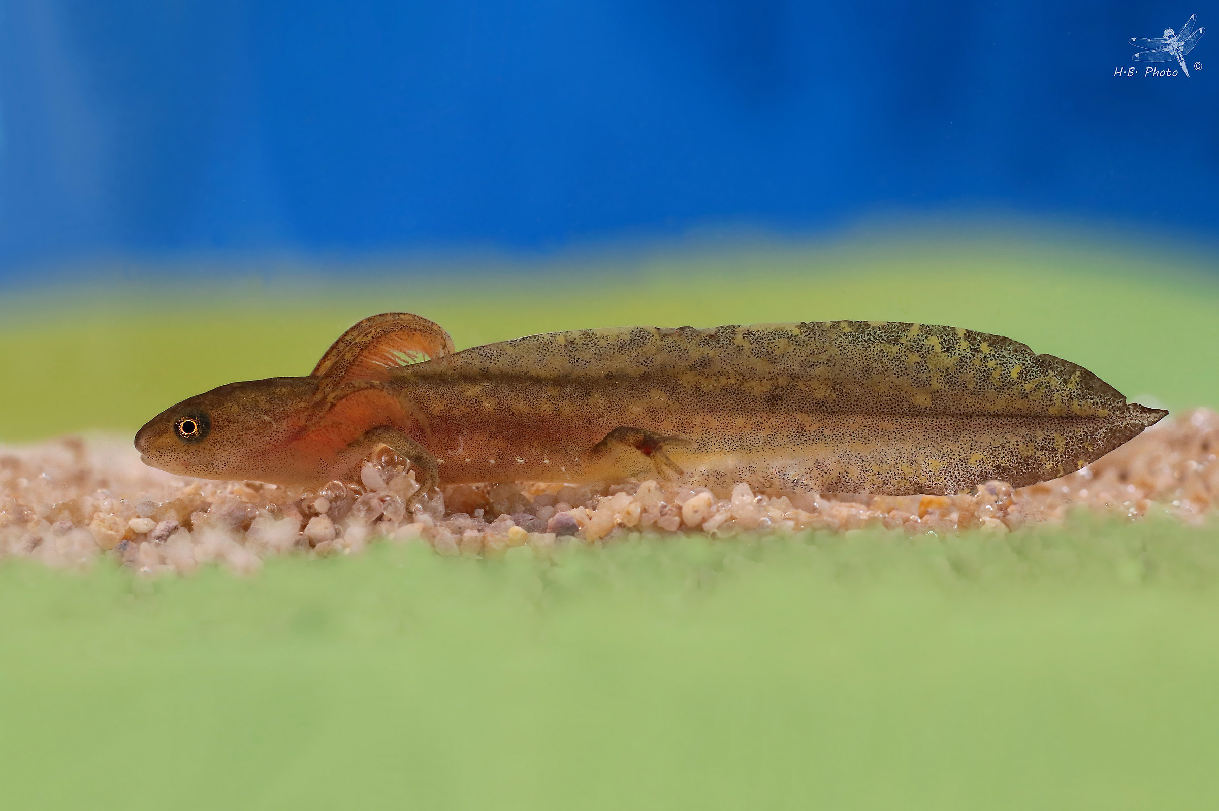 Ittiosaura alpestris, larve