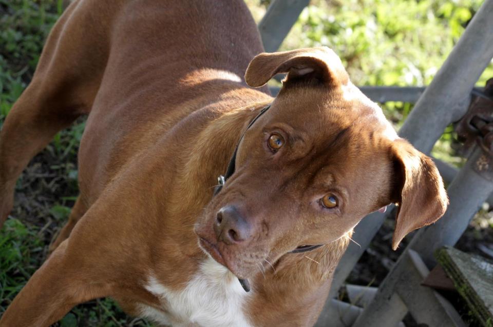 cane mio amico femmina