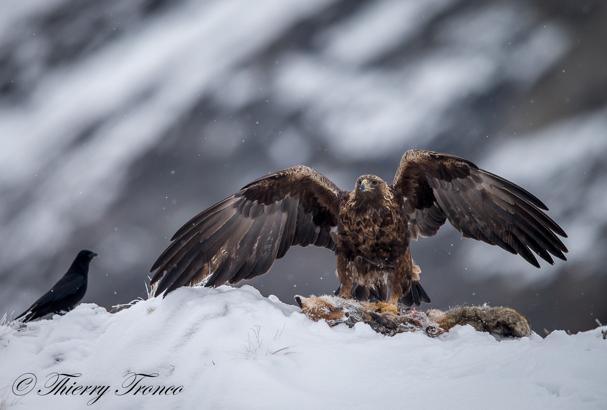 The eagle and the crow
