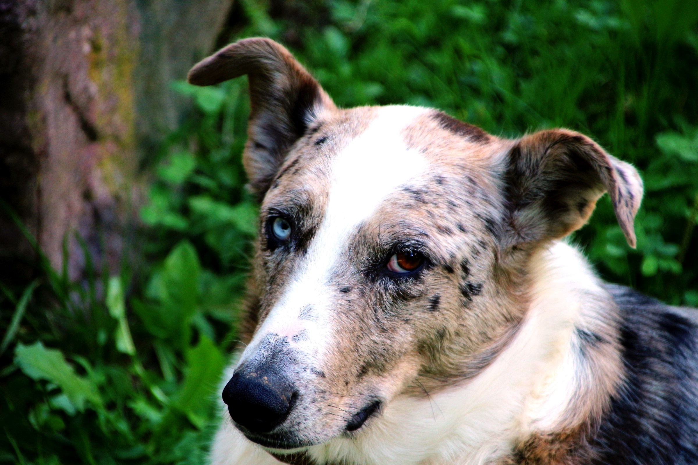 The dog with a blue and a brown eye