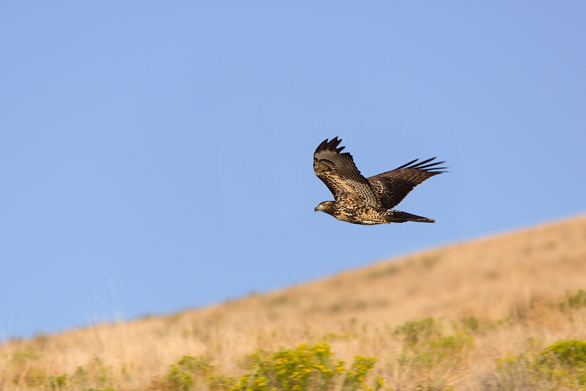 Flying over Leslie Gulch