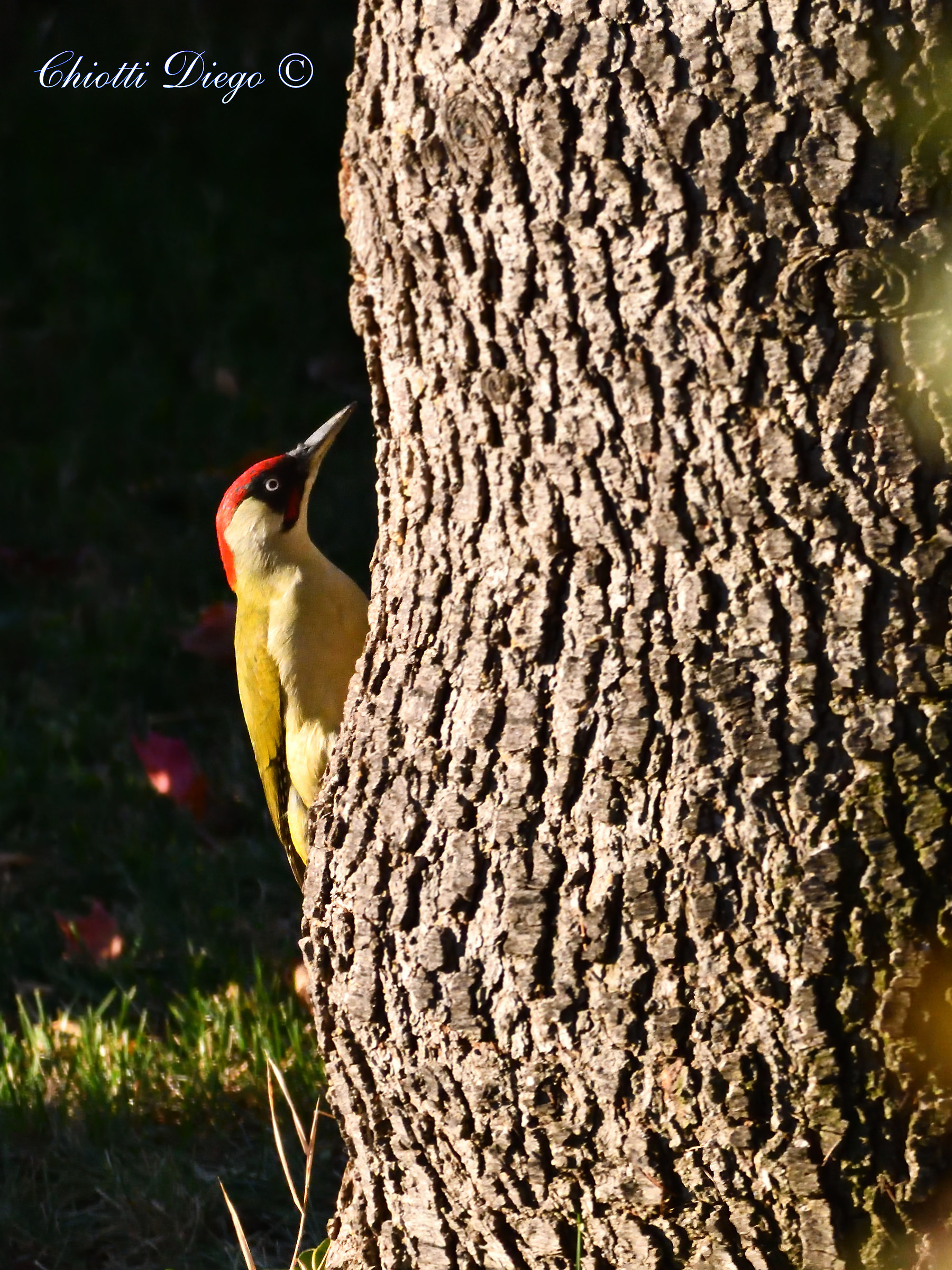 Green woodpecker