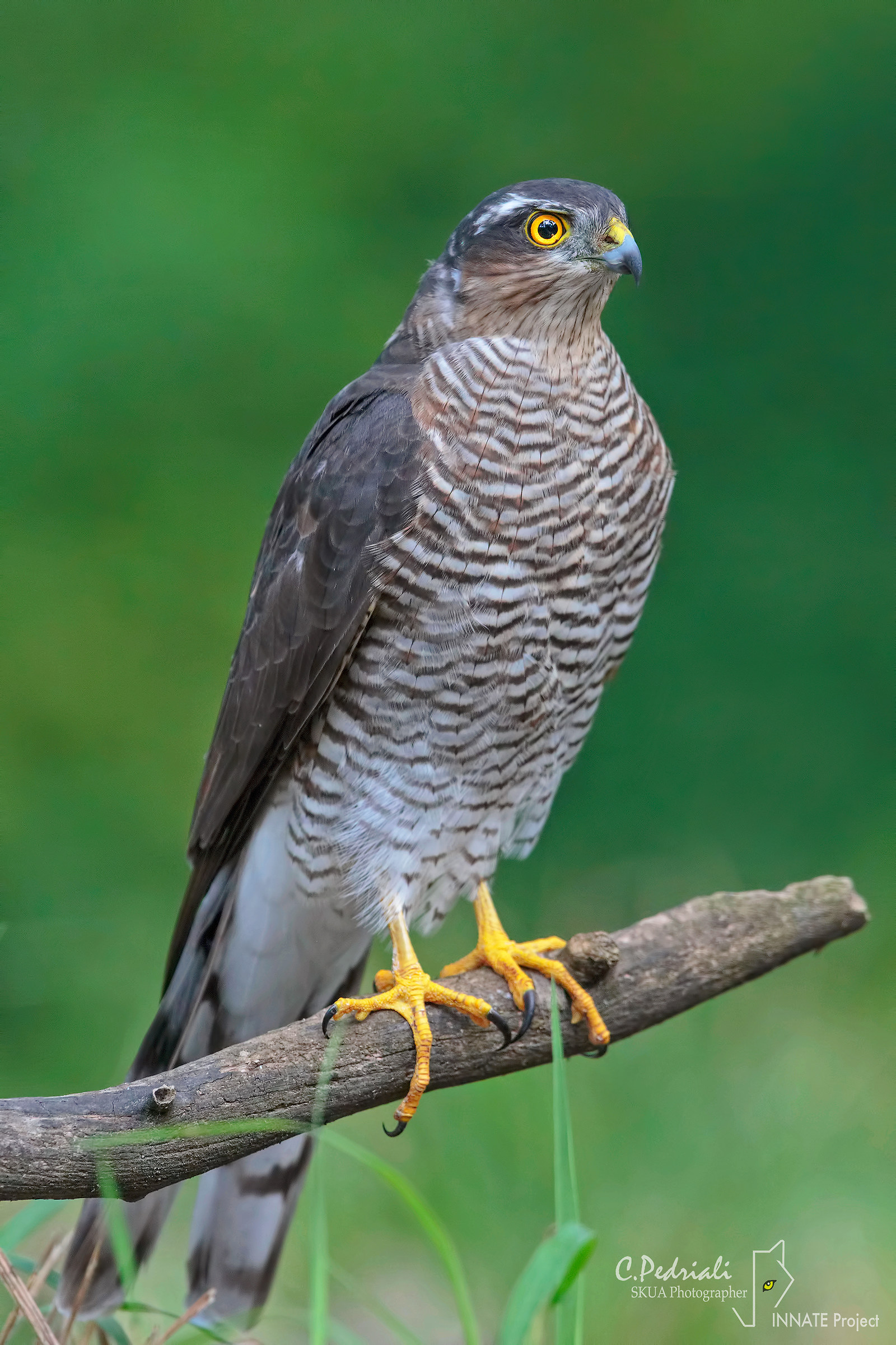 Sparrowhawk ...