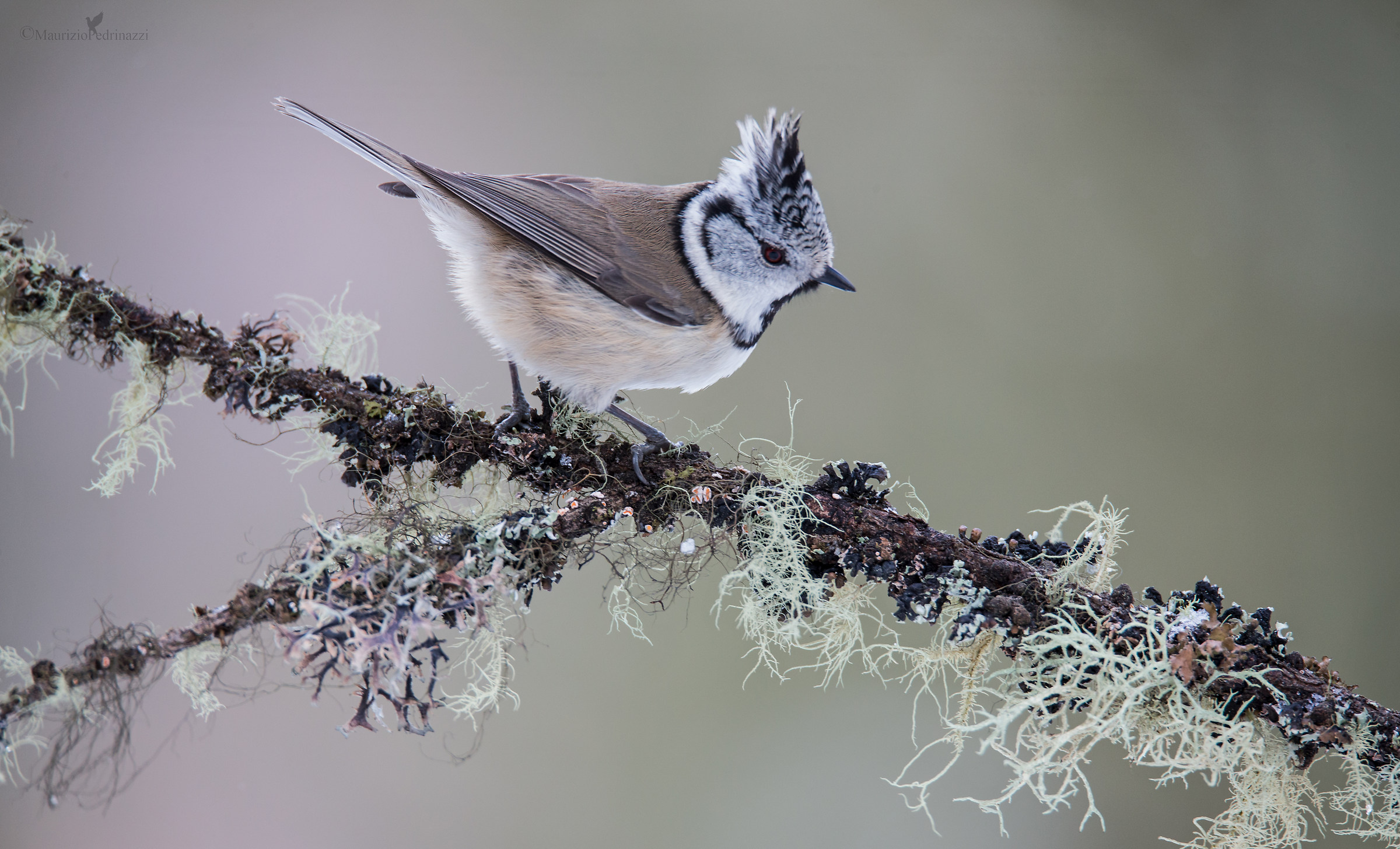 Cincia dal ciuffo Parus cristatus.