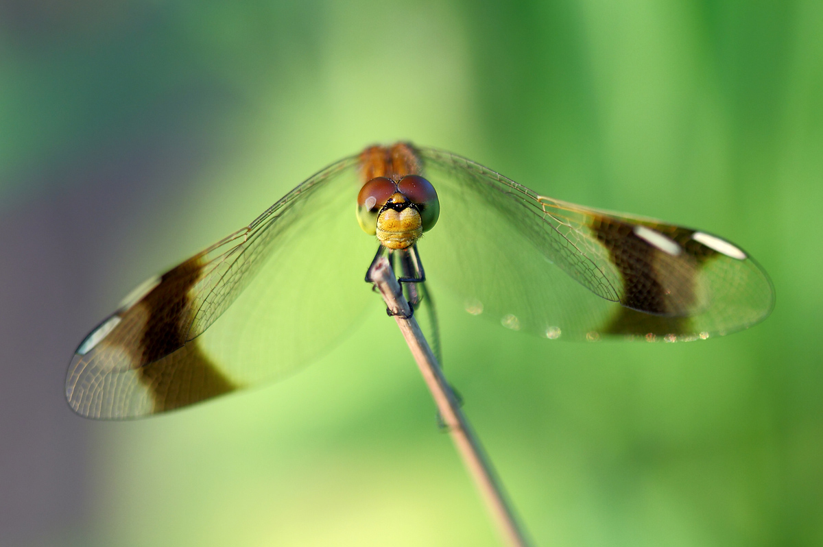 Look - Sympetrum Pedemontanum