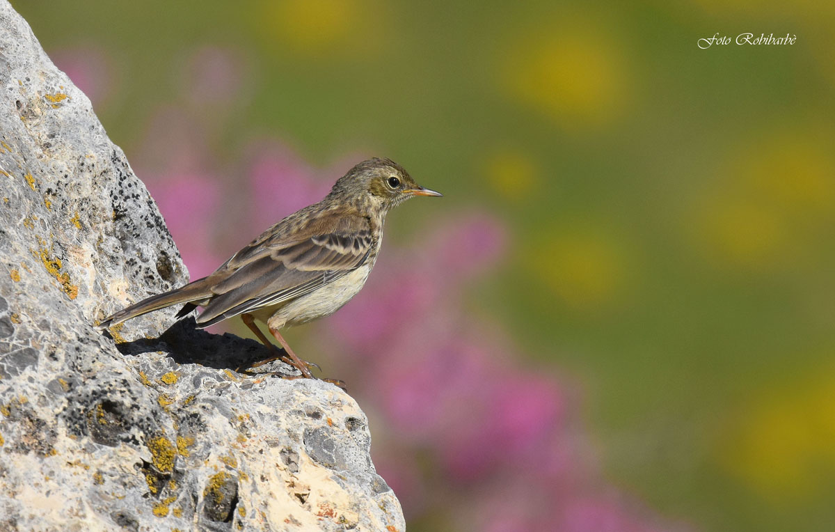 Pipit ... juv ...