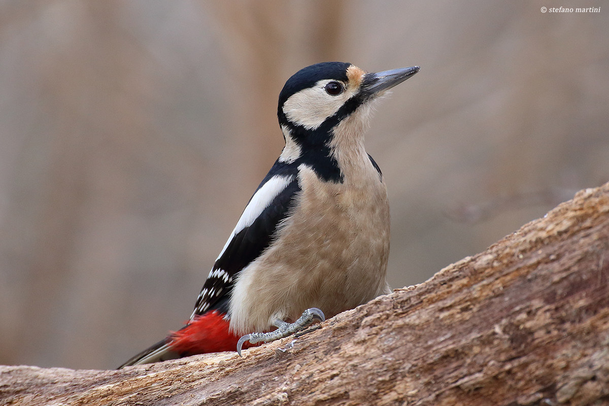 Great spotted woodpecker (female)