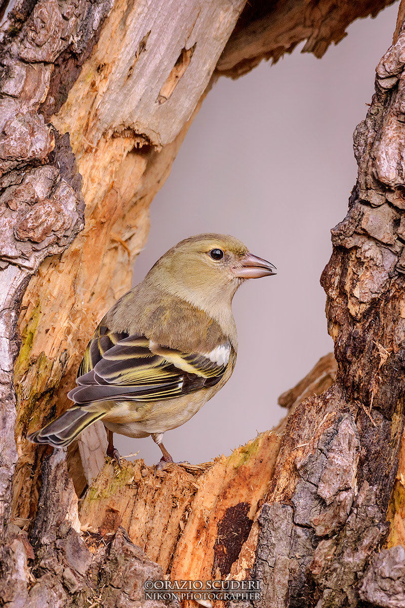 Fringilla coelebs
