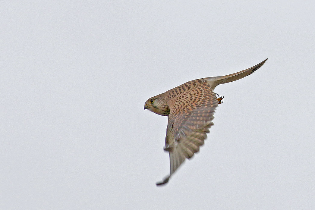 Picchiata del Gheppio