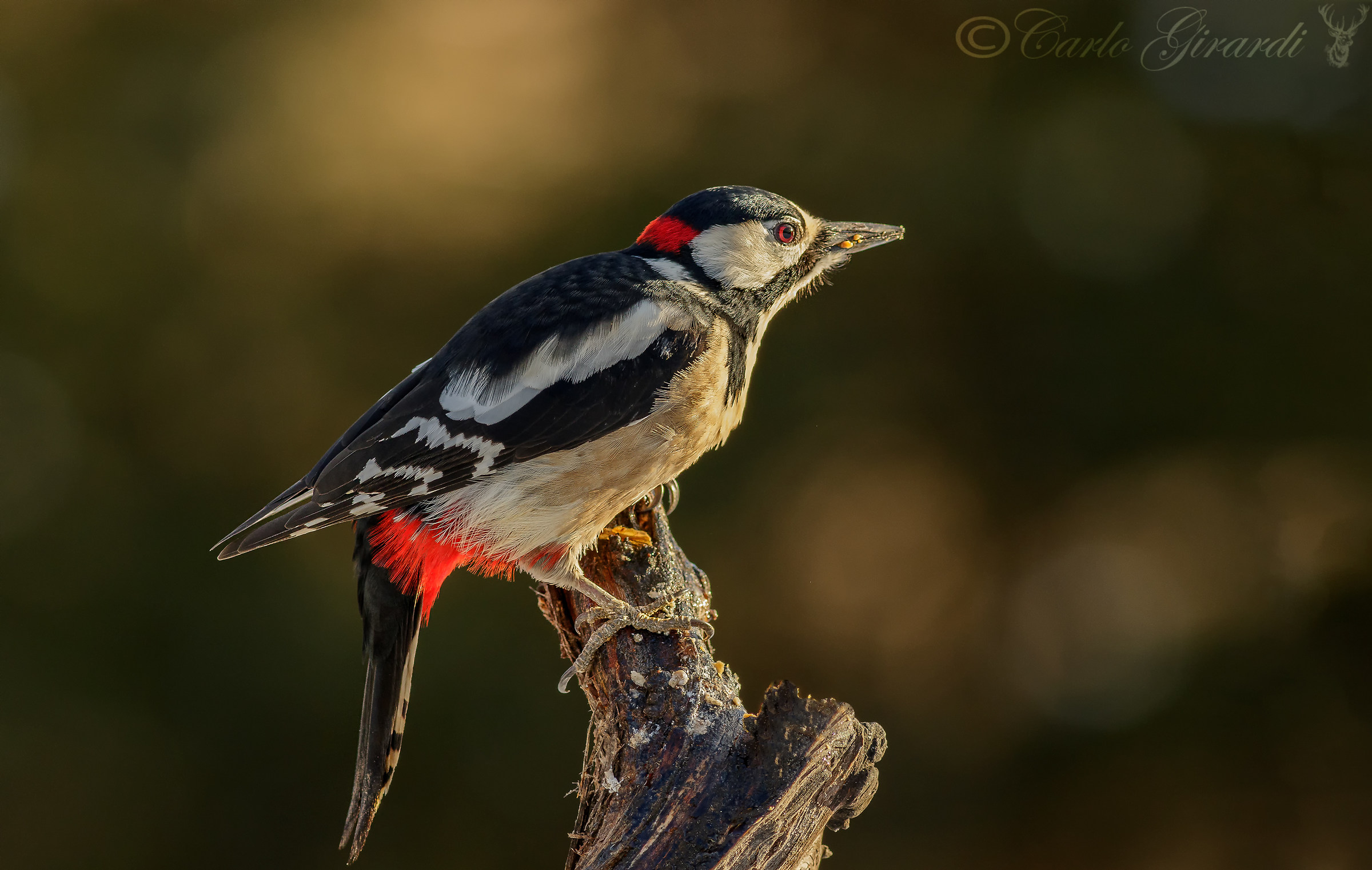 Great Red Woodpecker Male