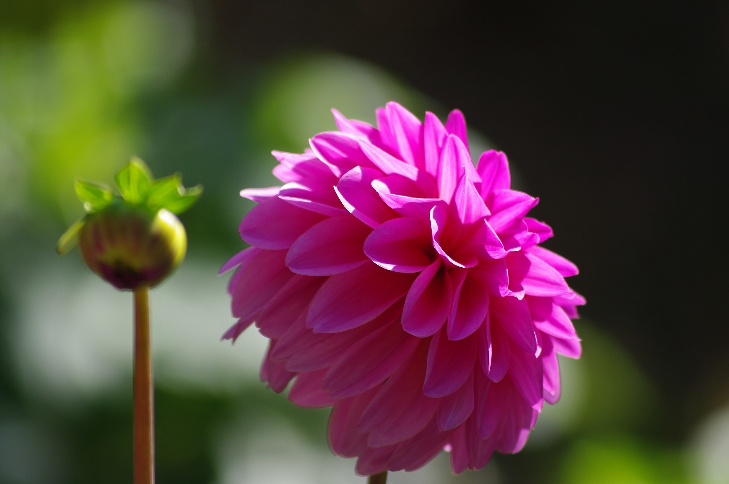 A dahlia in the sun