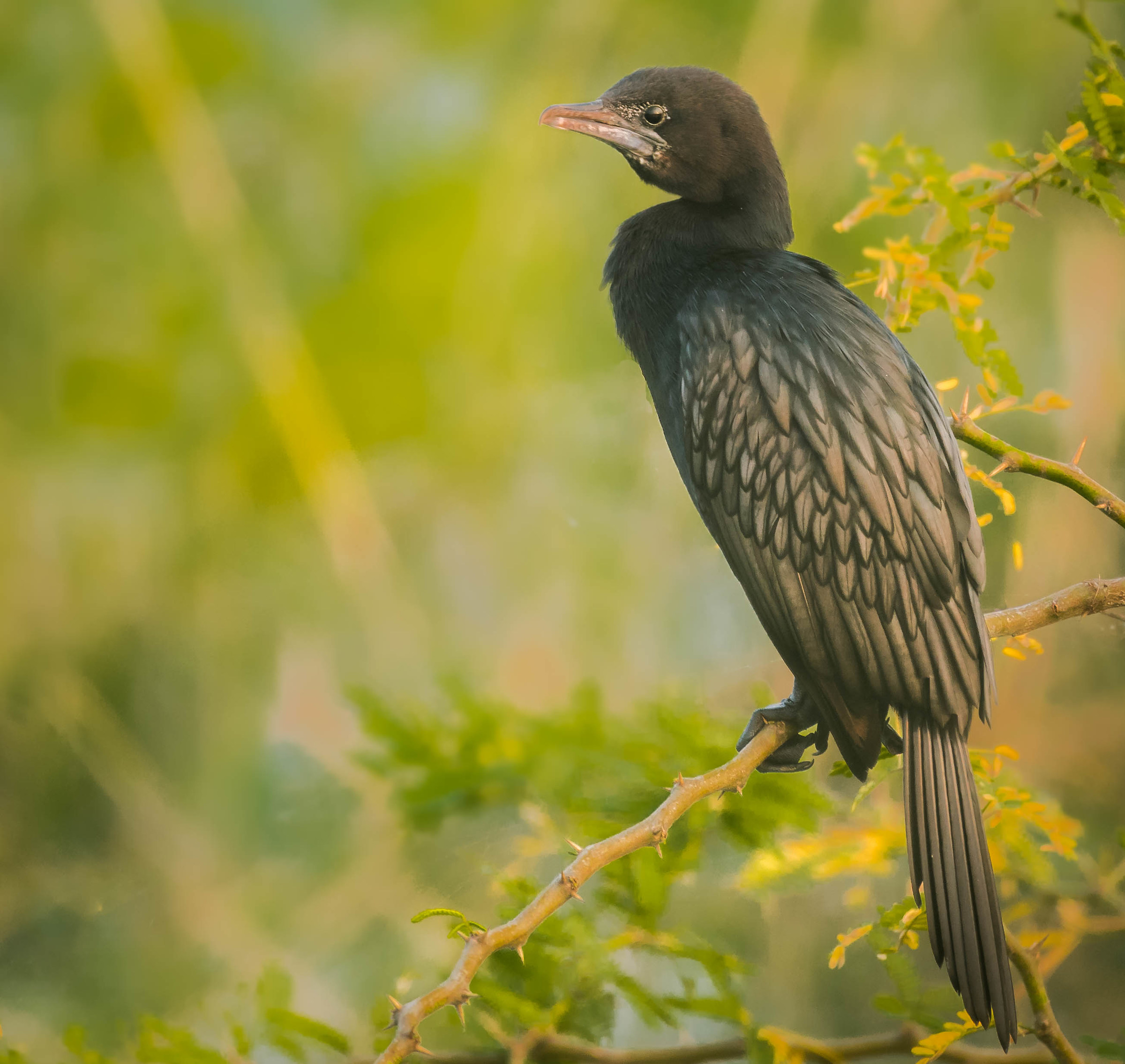 Indian cormorant
