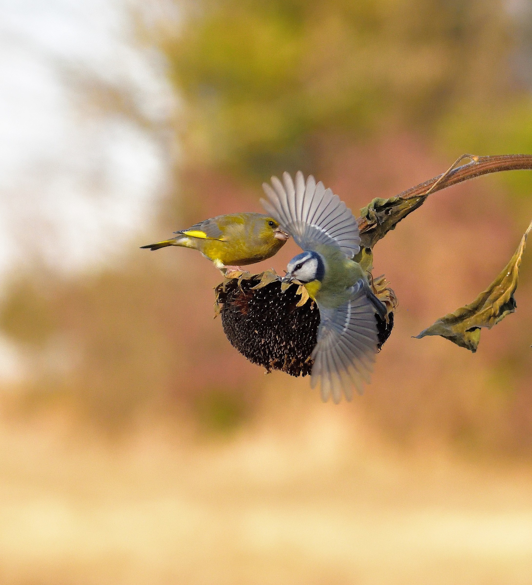 the blue tit has managed to escape .....