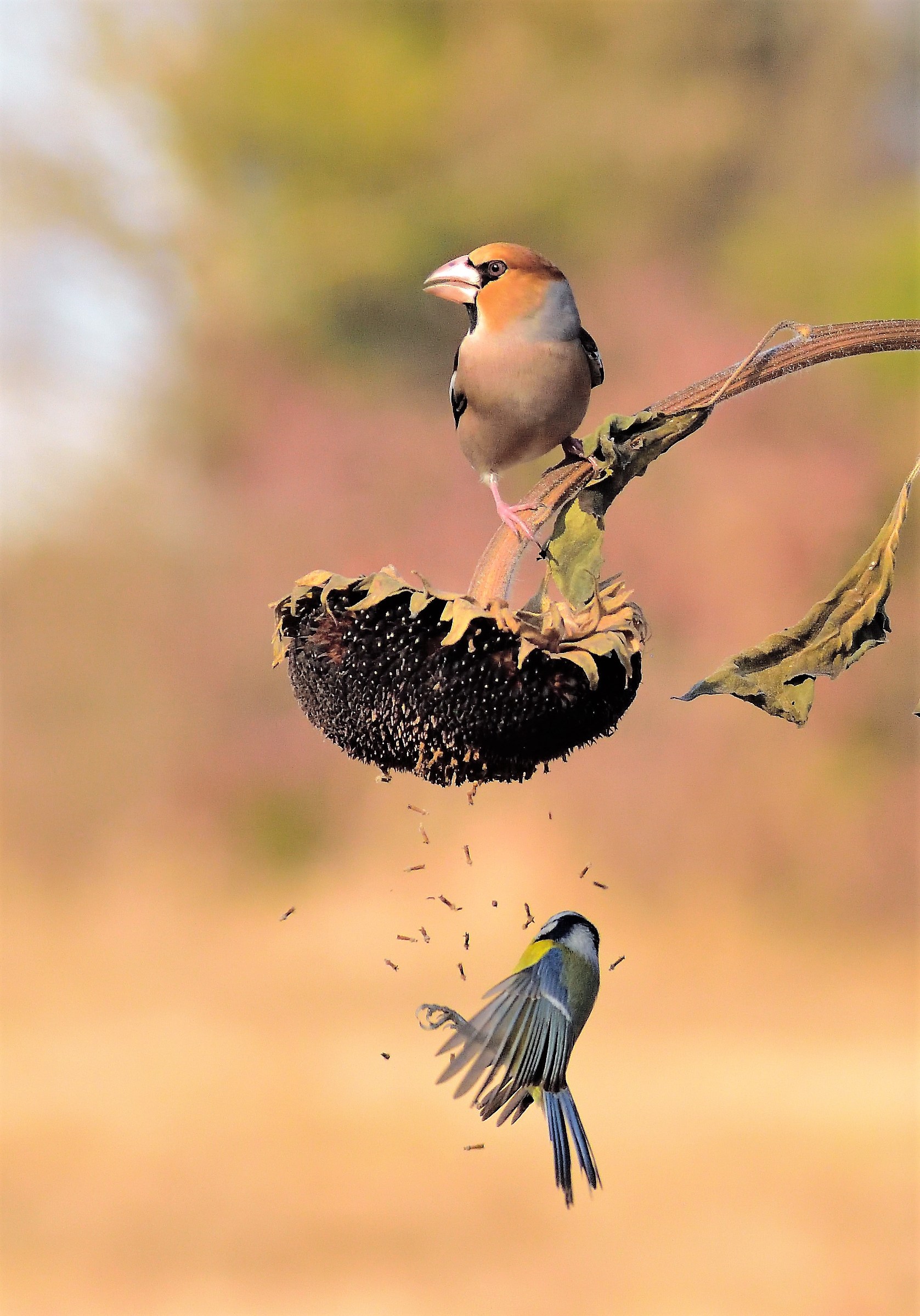 under the hawk .... poor blue tit