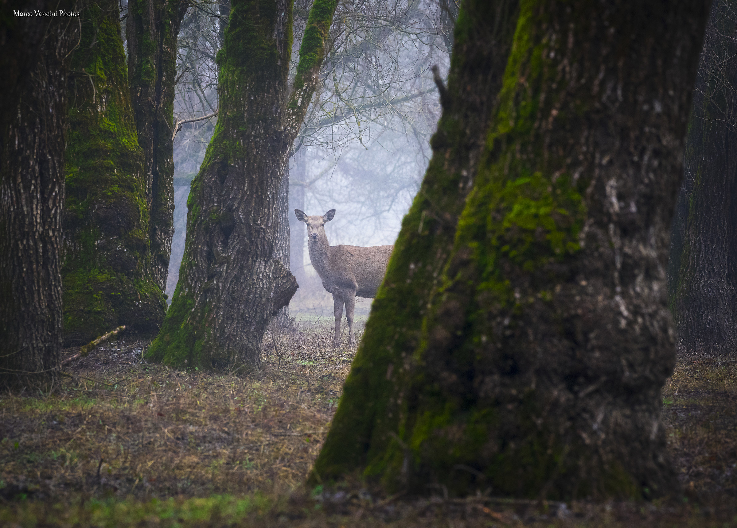 in the enchanted forest