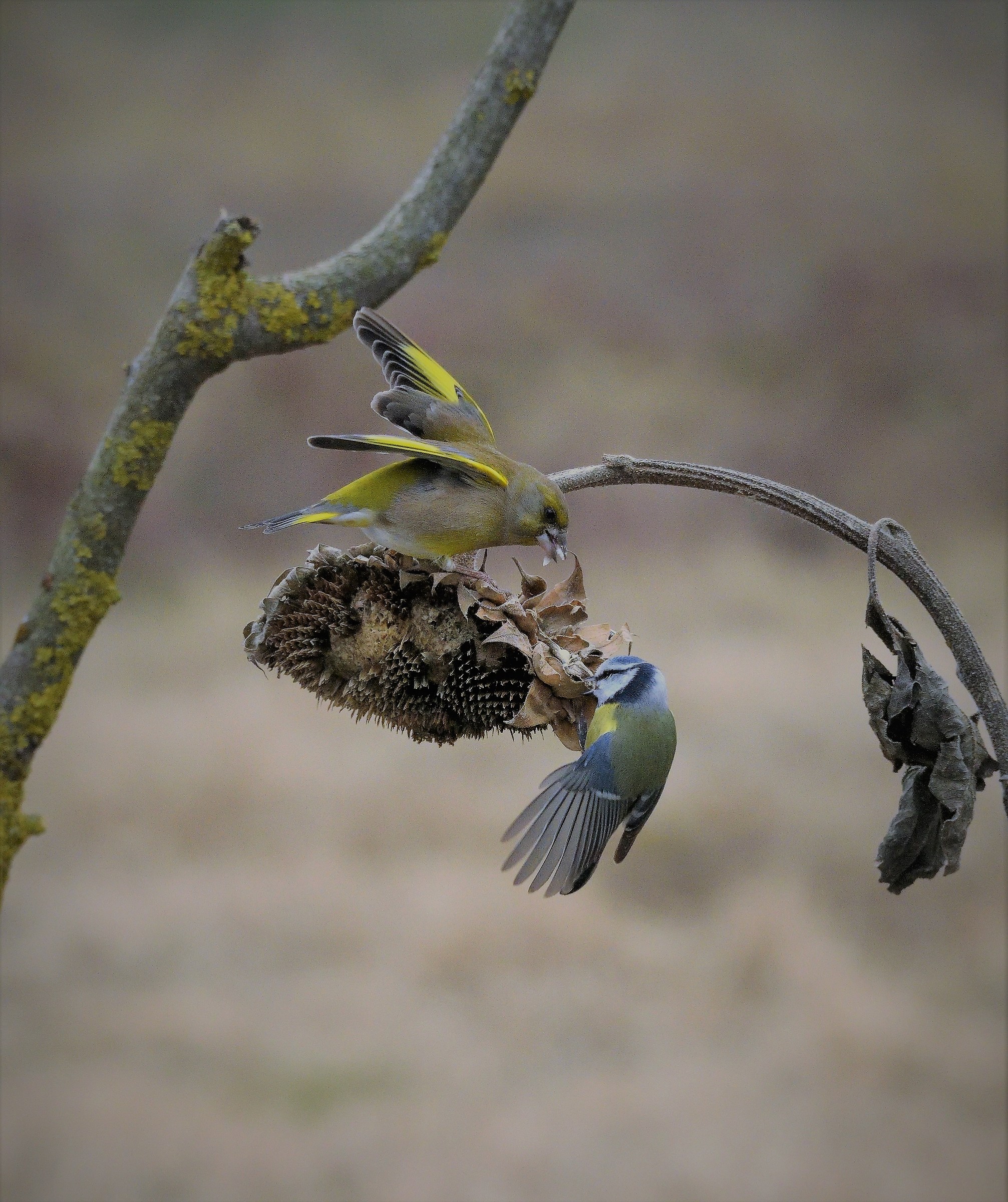 will the poor blue tit make it?