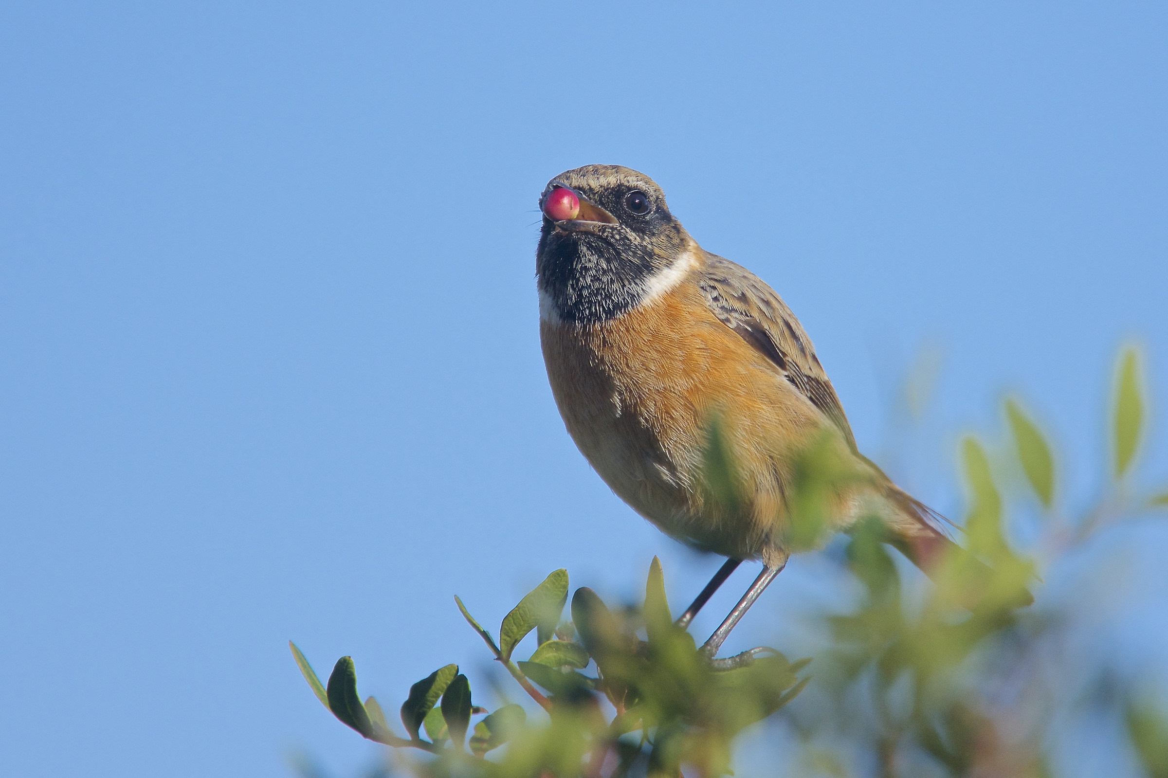 Saltimpalo con bacca di lentisco