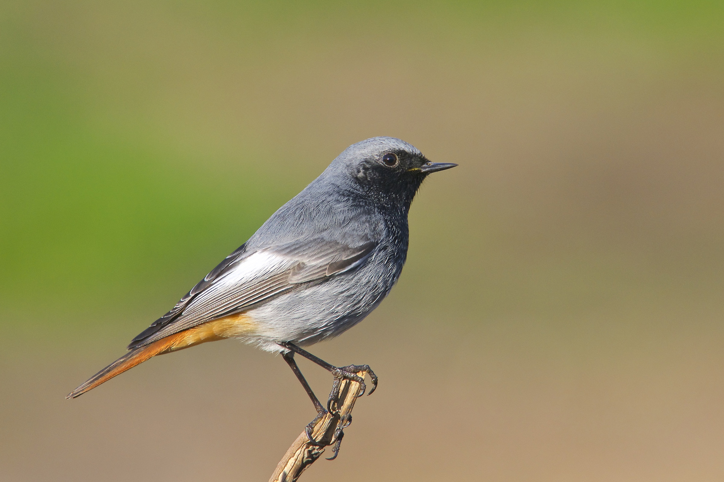 Redstart chimney sweep