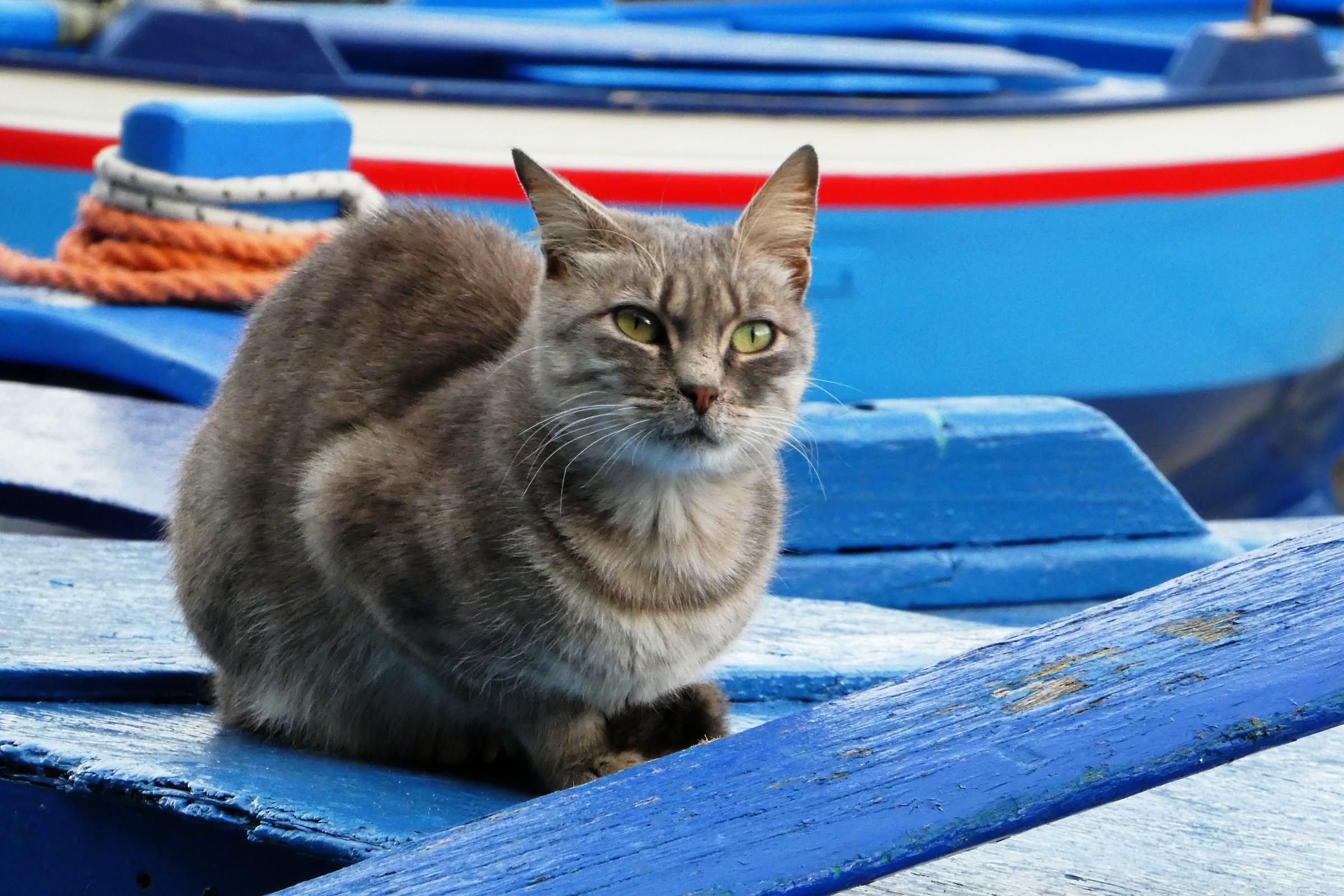 Scilla.Fat fisherman