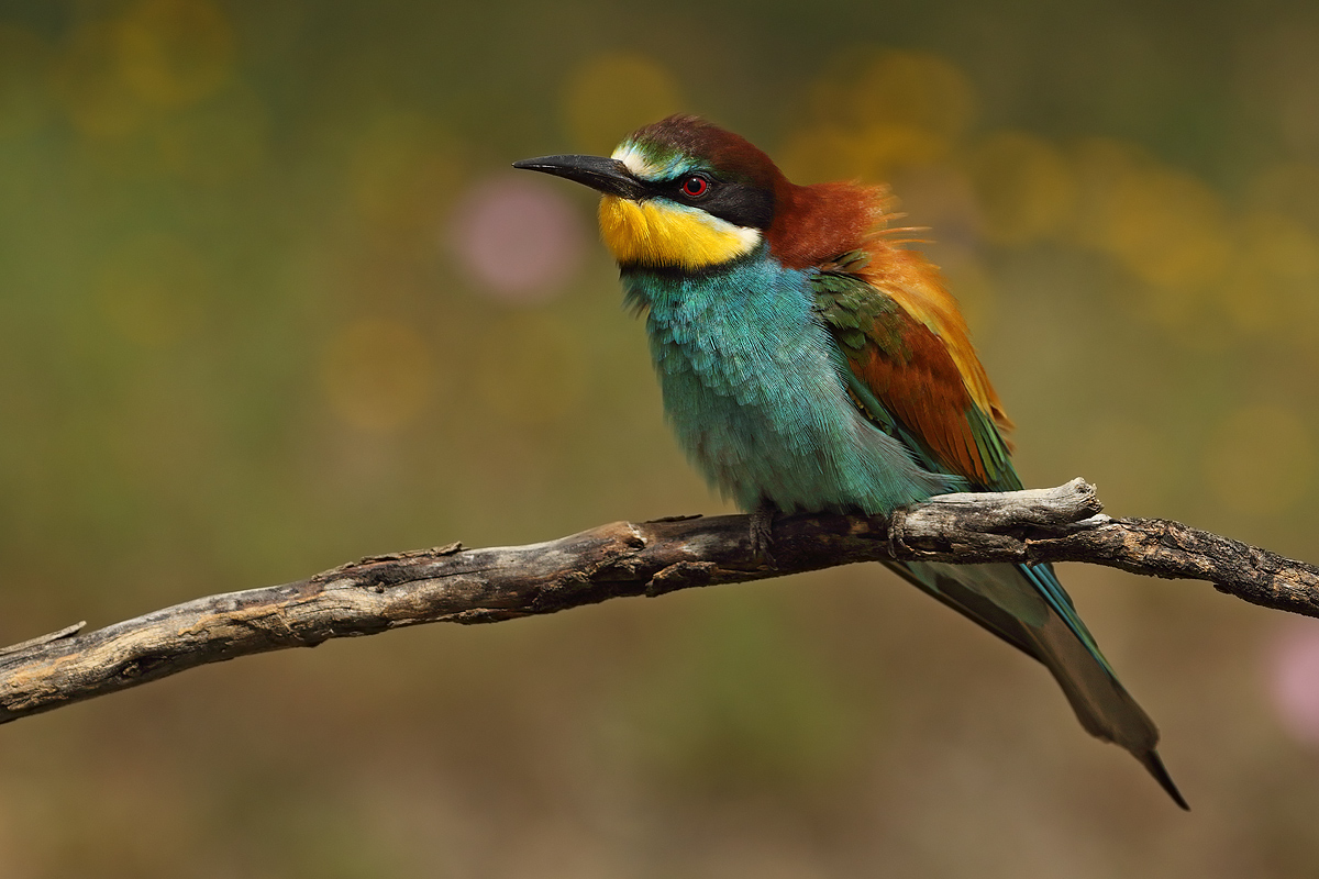 Bee eater