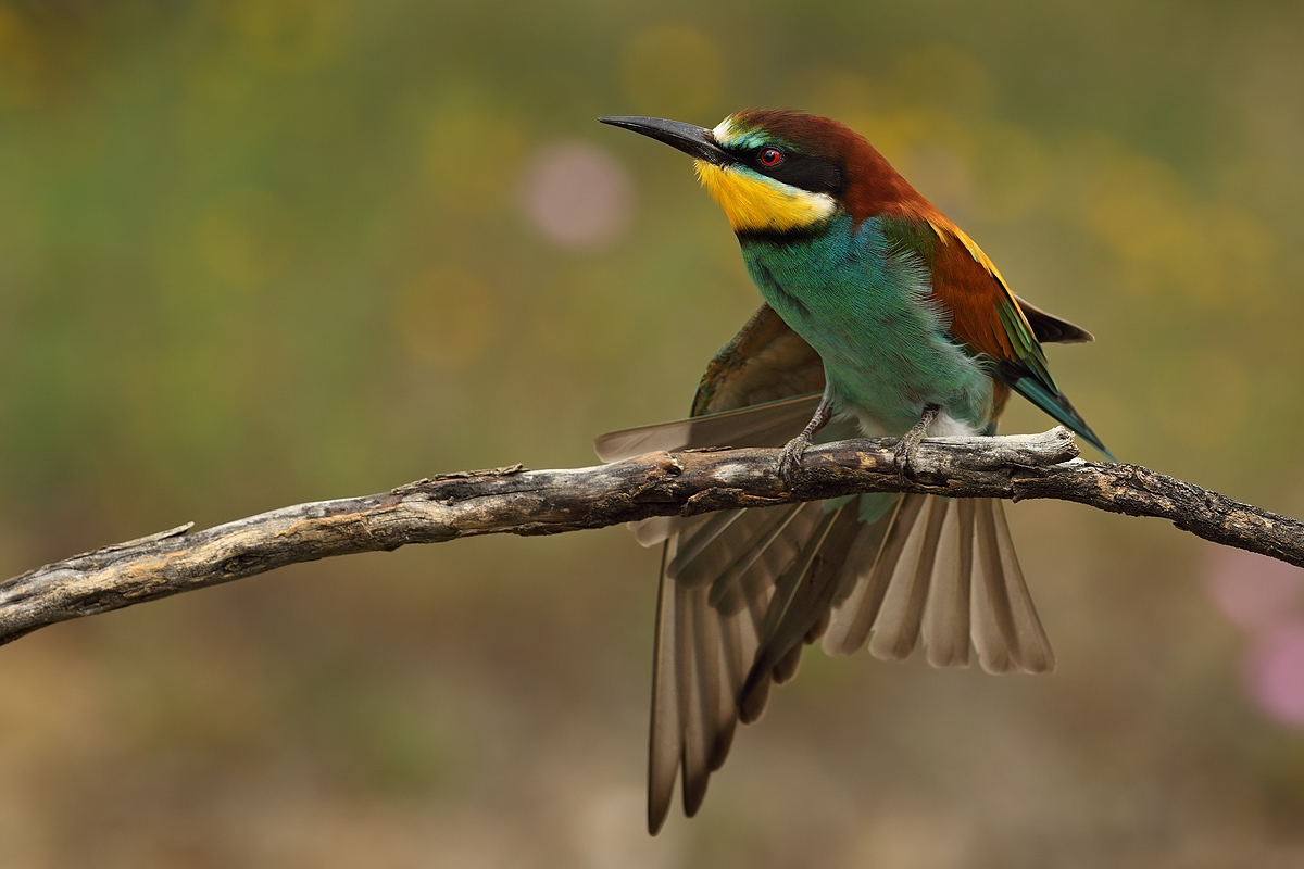 Bee eater