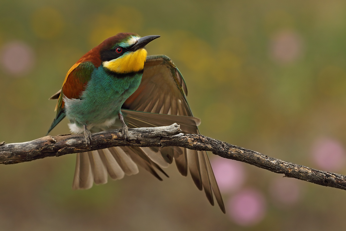 Bee eater