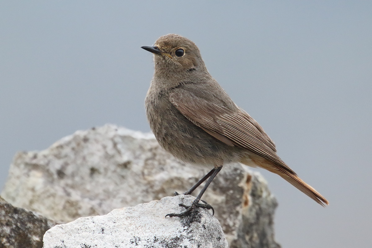 Redstart female chimney sweep