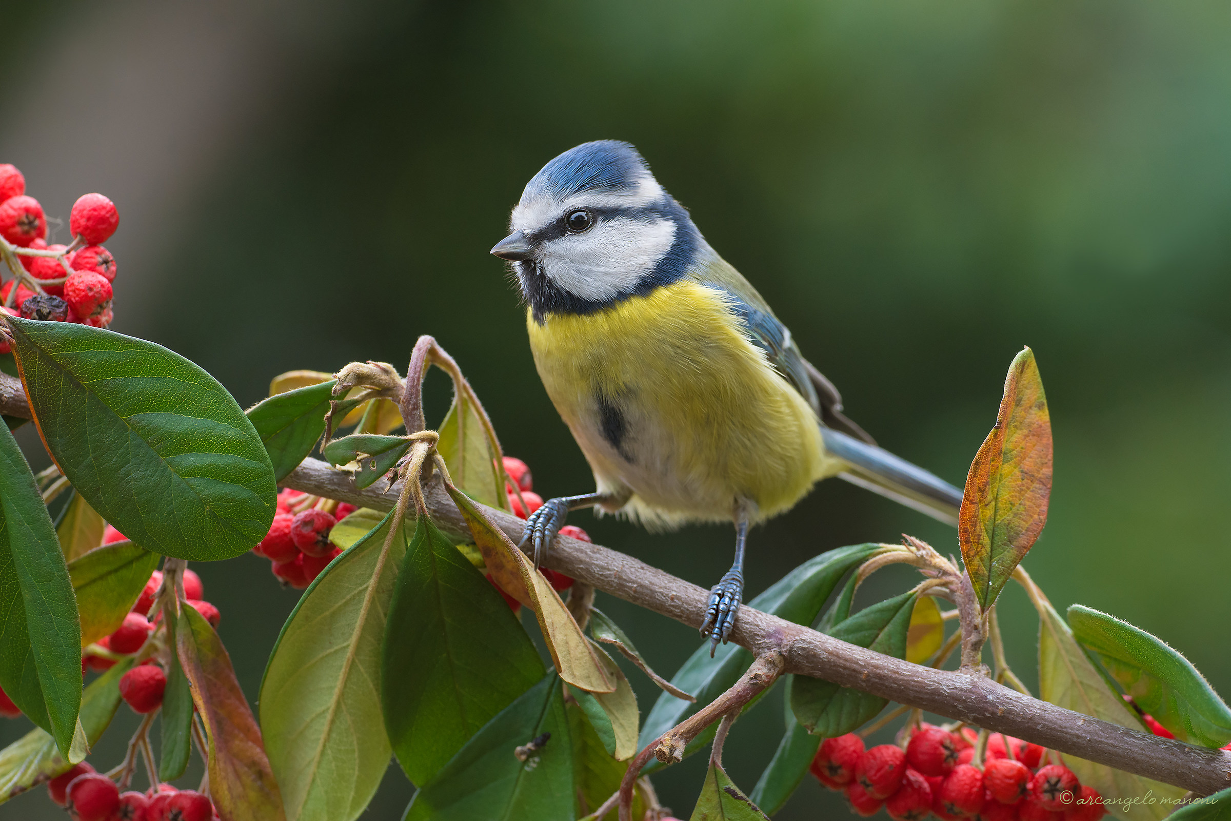 Blue tit on twig of red berries