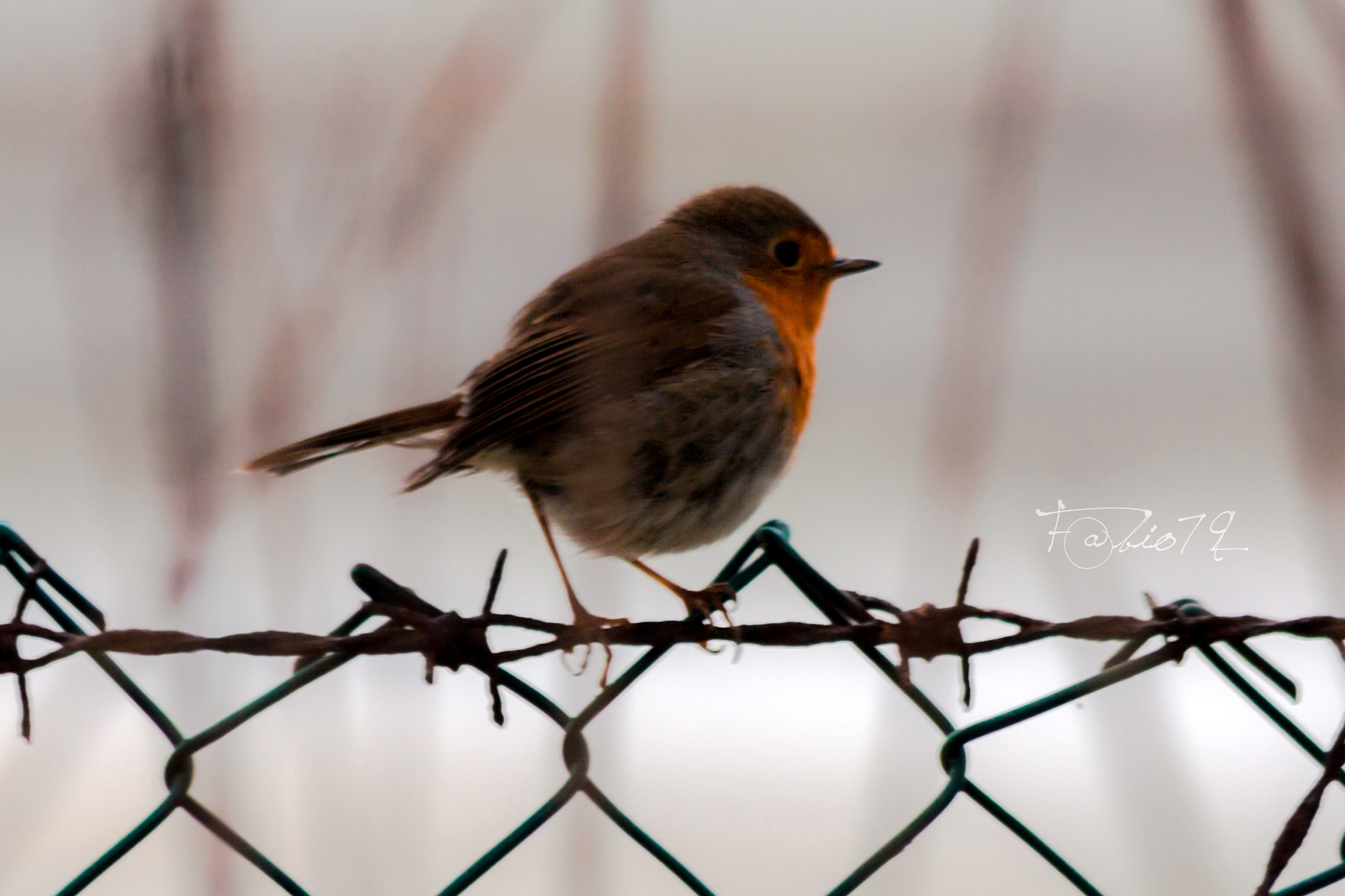 Pettirosso - 1° dell'anno 2018