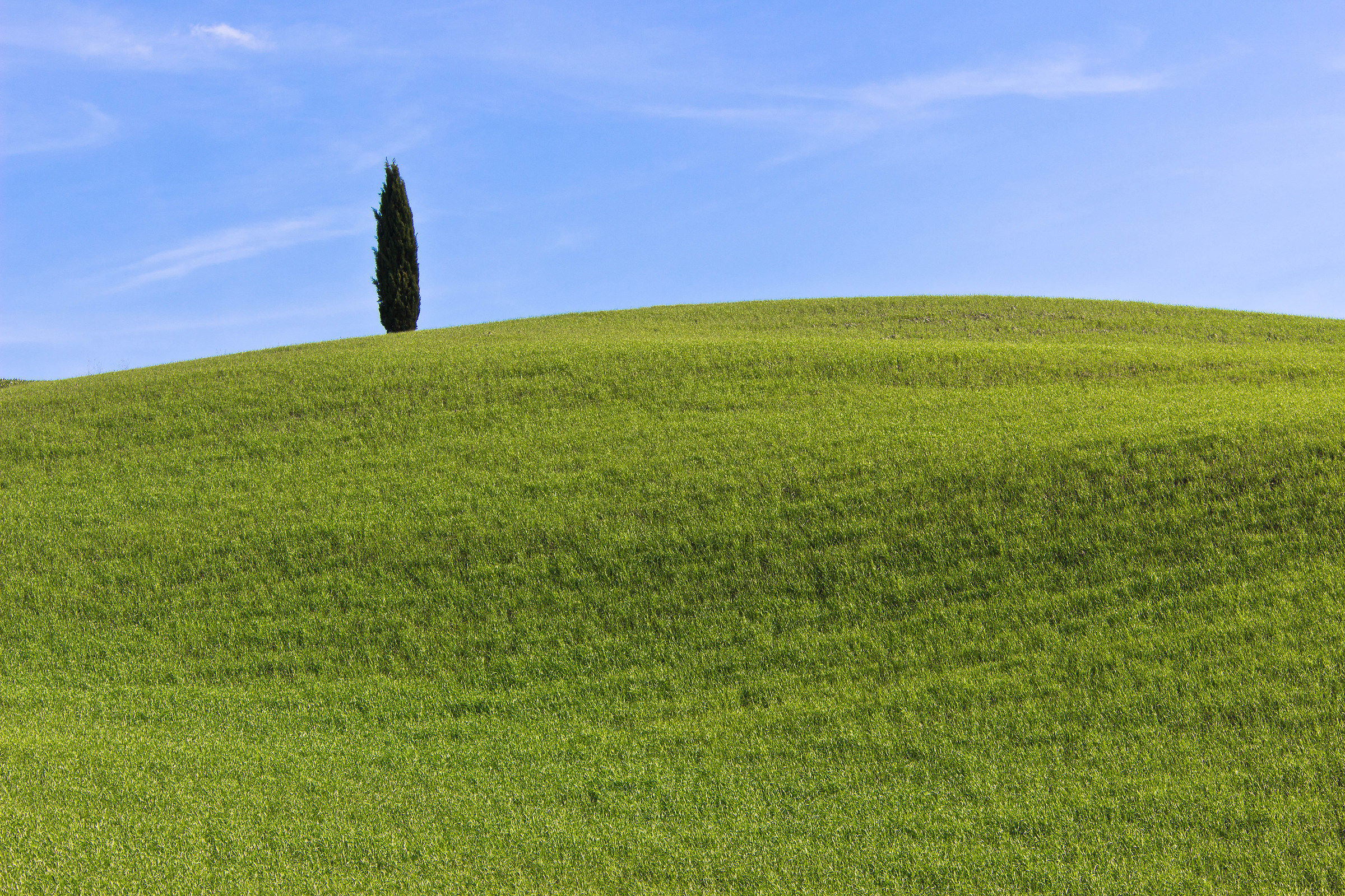 The solitary cypress