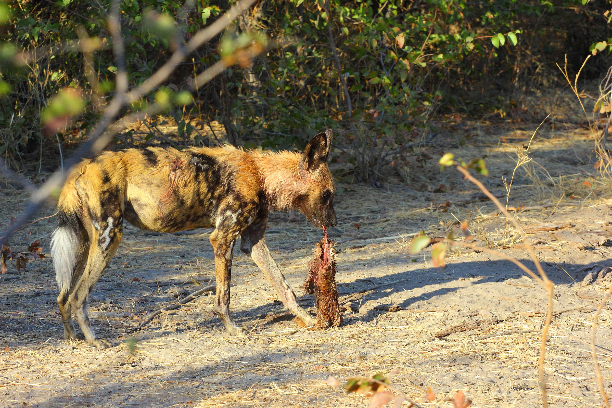 Licaone nel Moremi n:p: