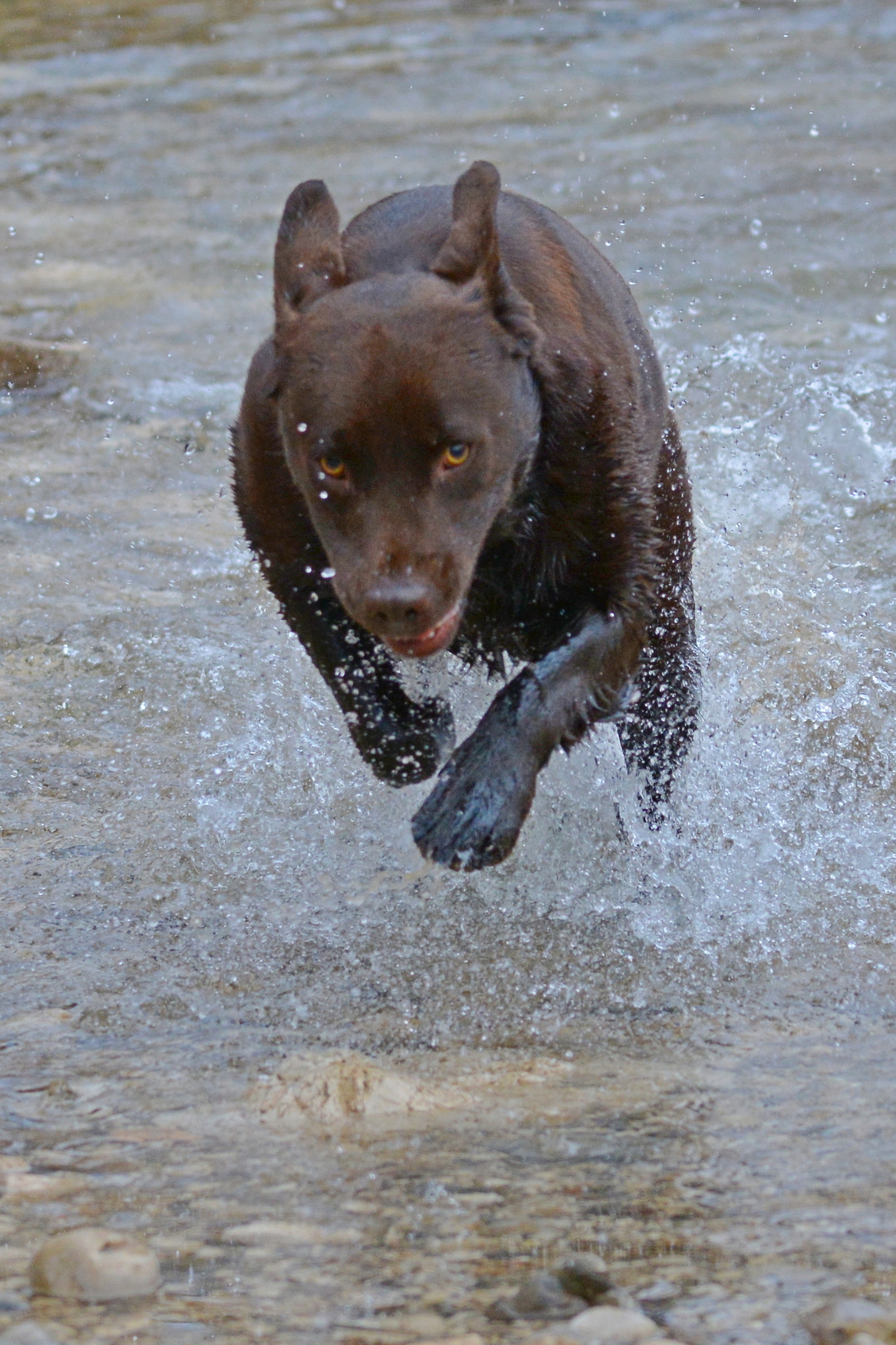 Labrador in the water