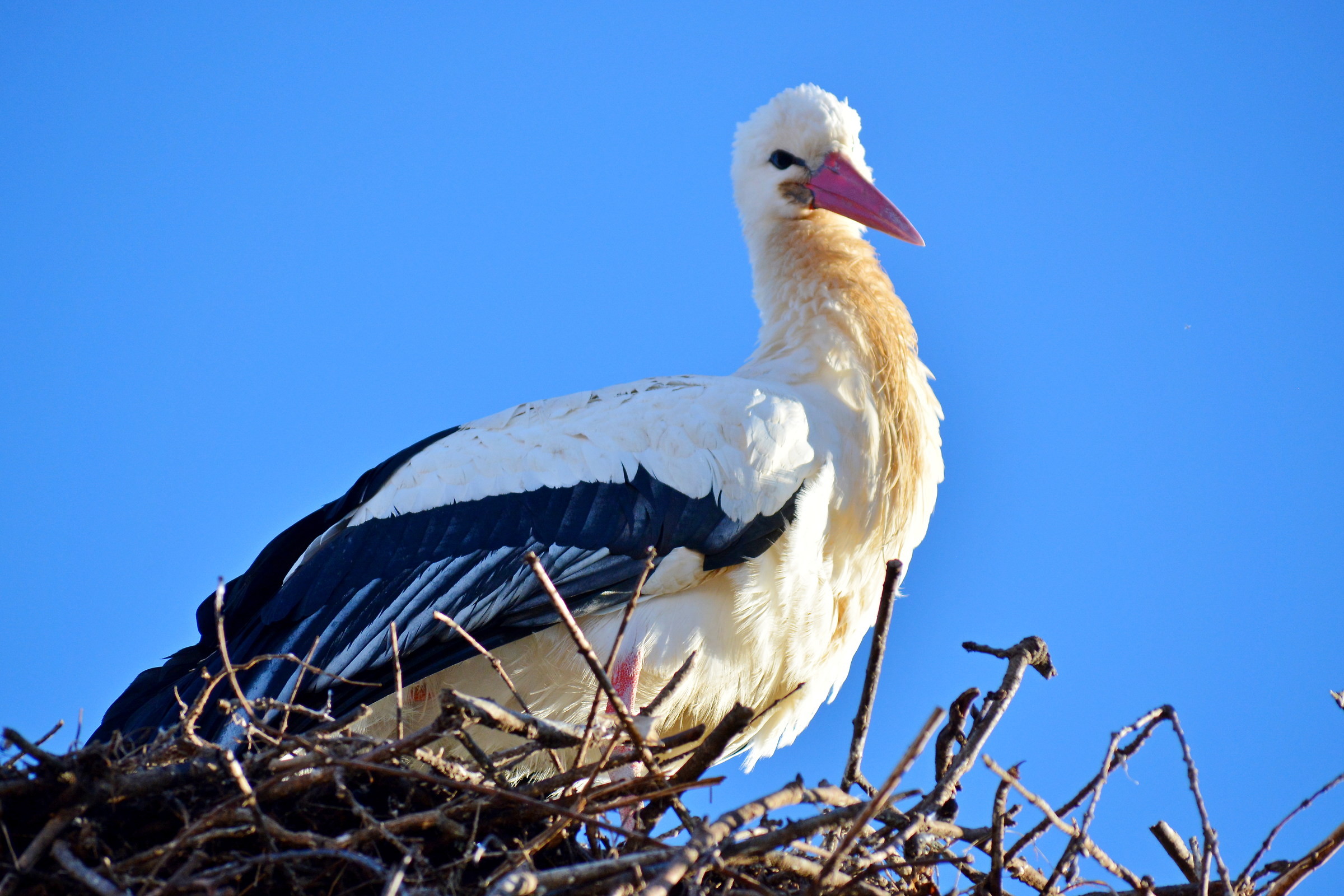 Stork