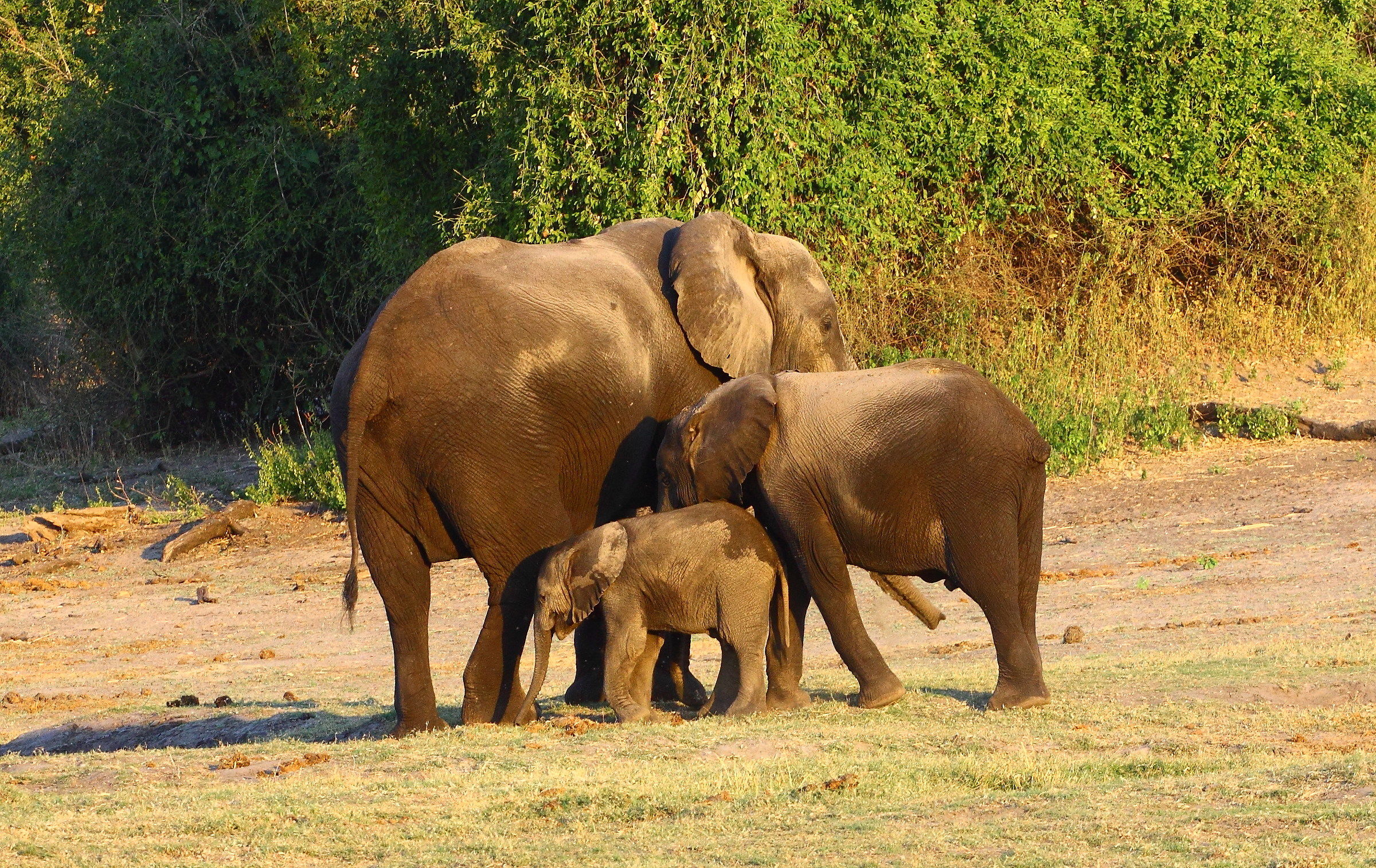 Un bel trio nel Chobe n.p.