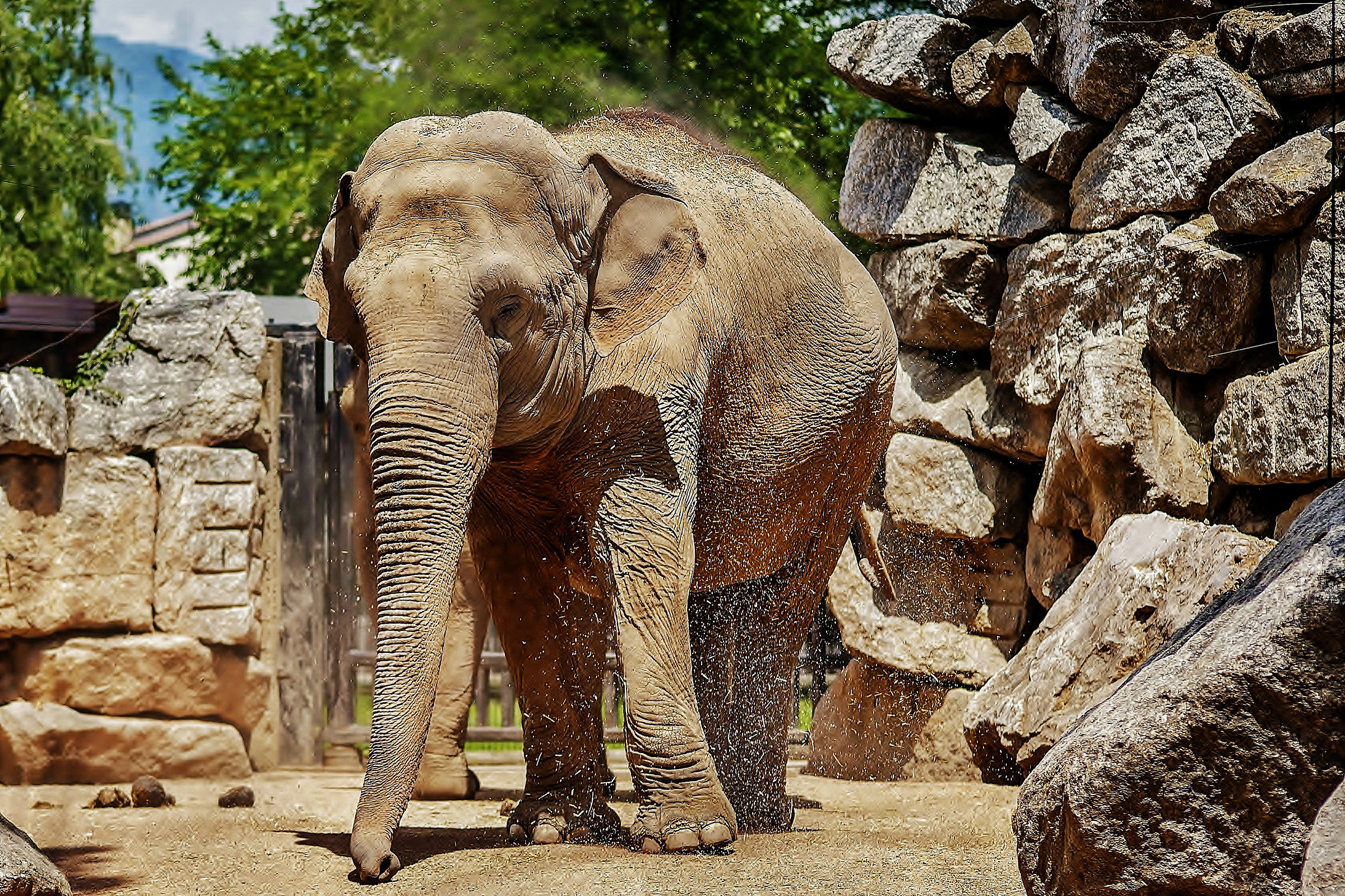 Parco le Cornelle dancer elephant