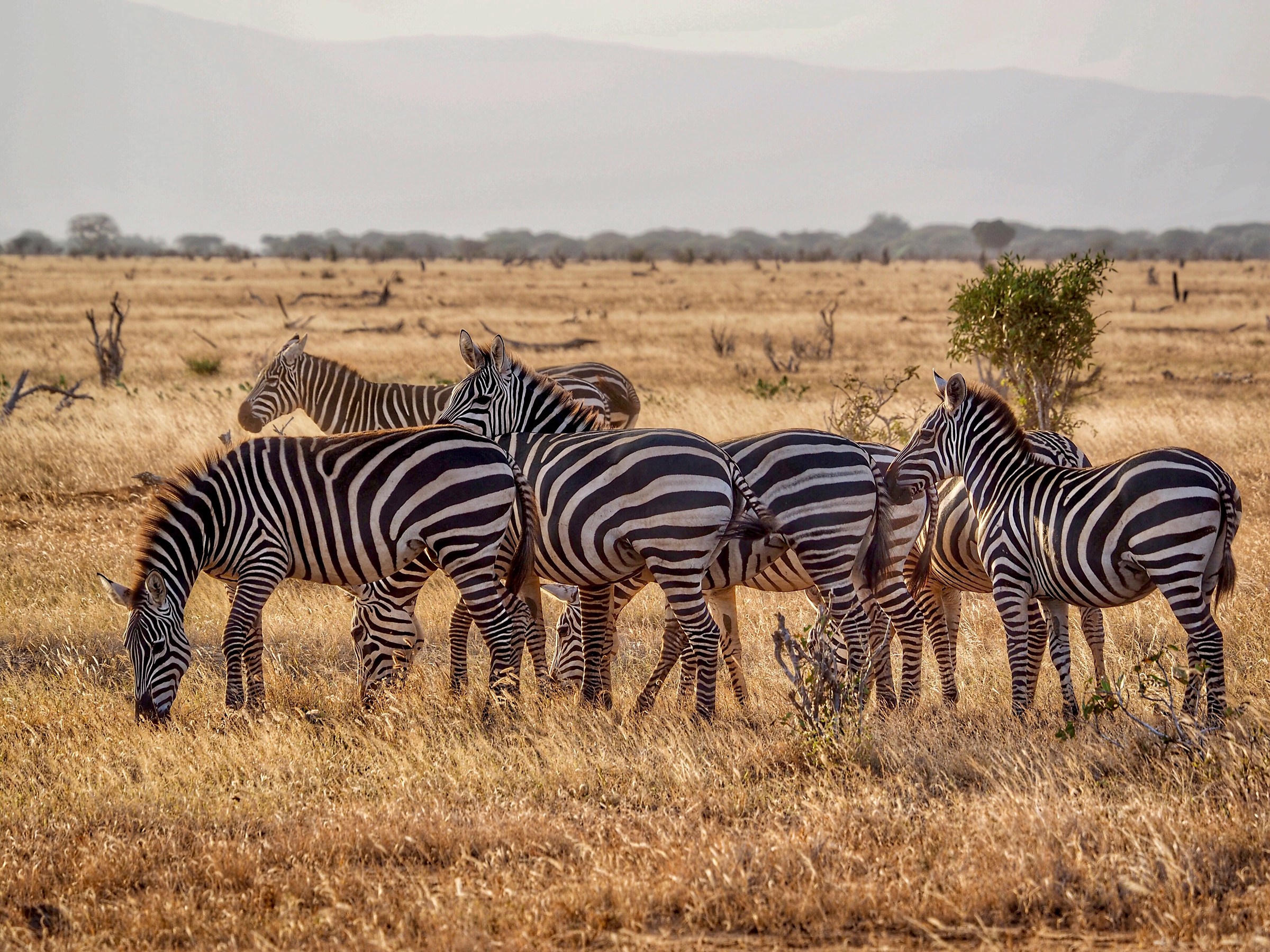 Kenya- tsavo est national park