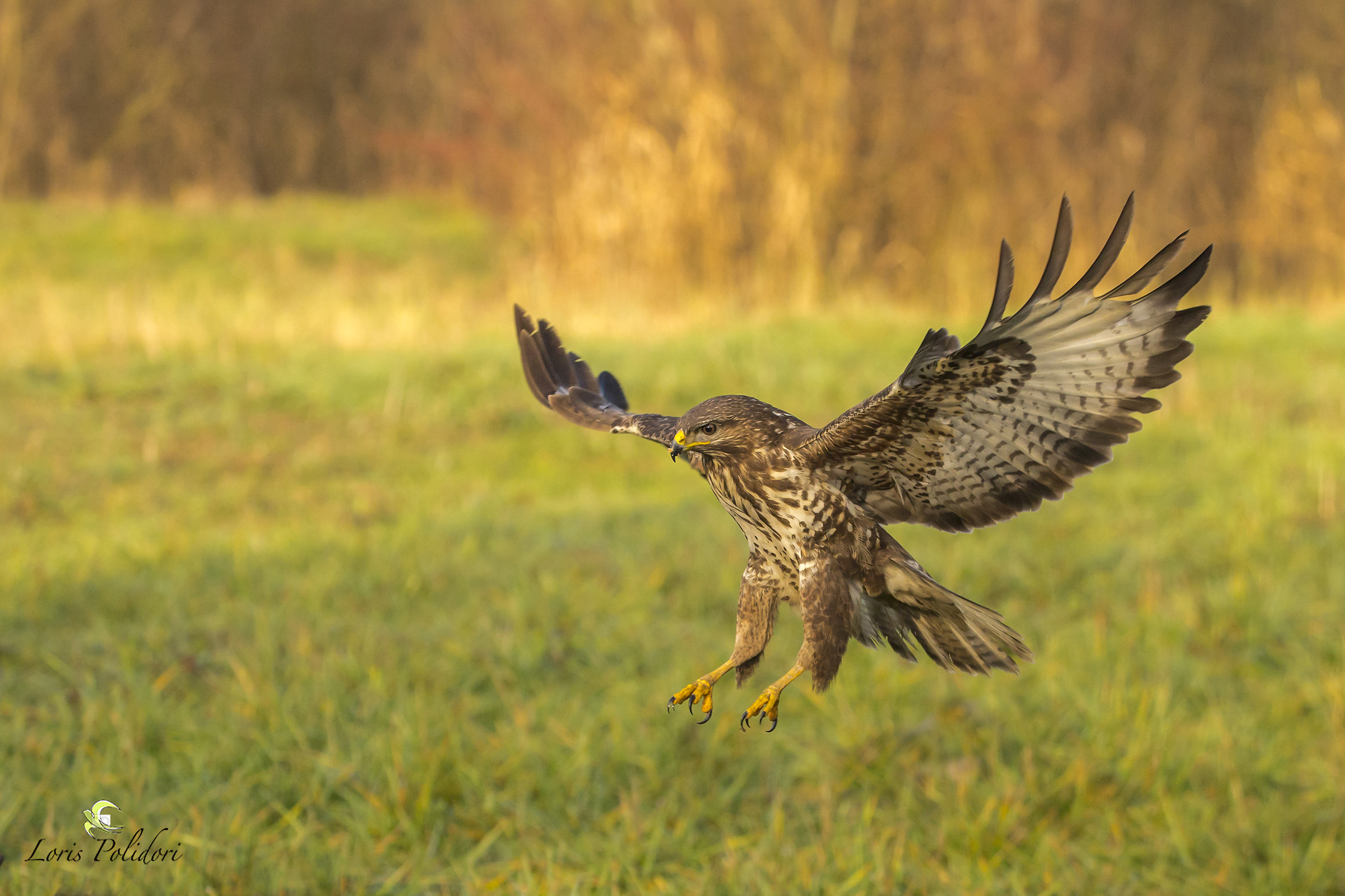 flat coming on the prey