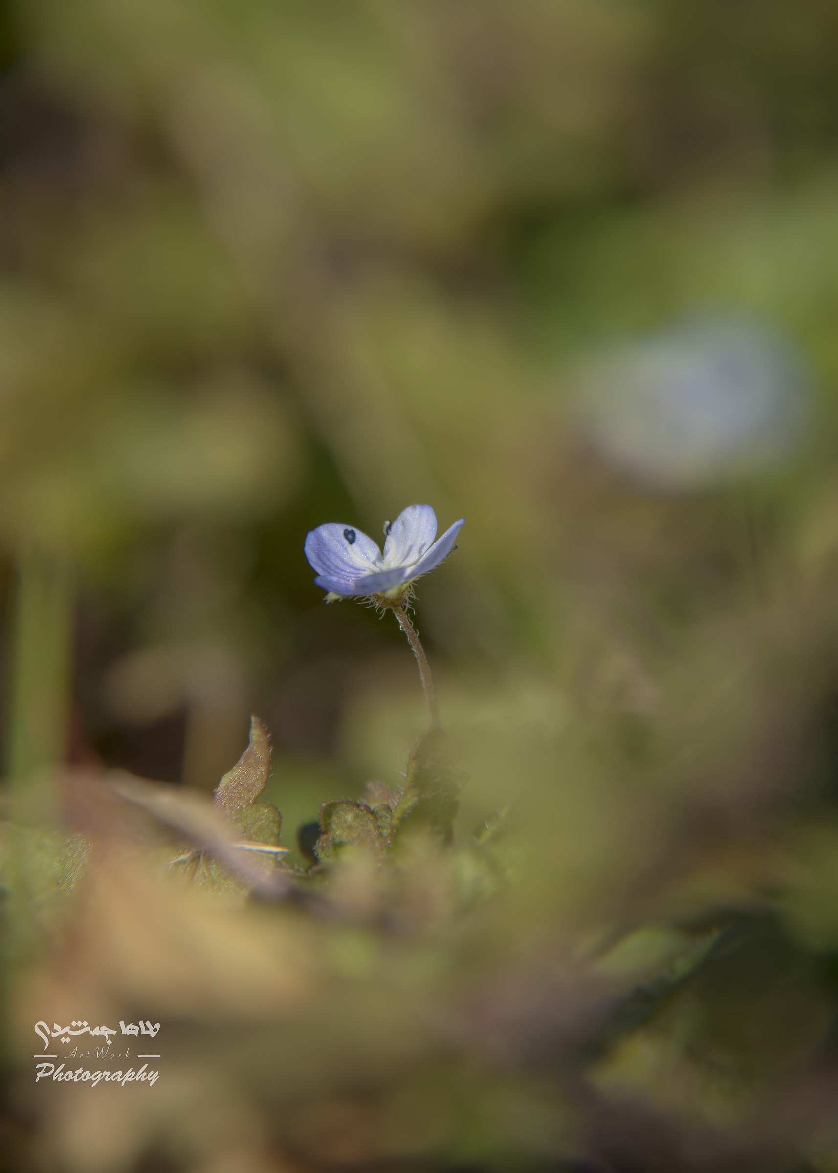 purple little flower
