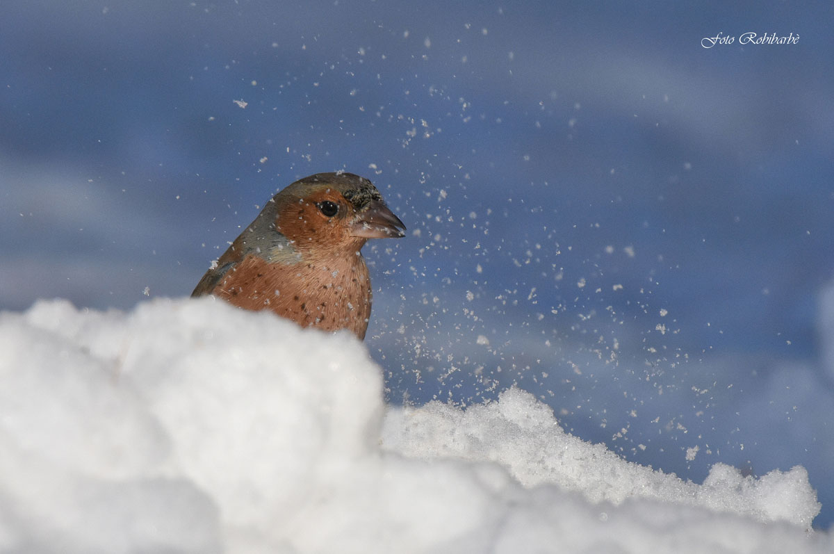 Chaffinch ... bubbling ...