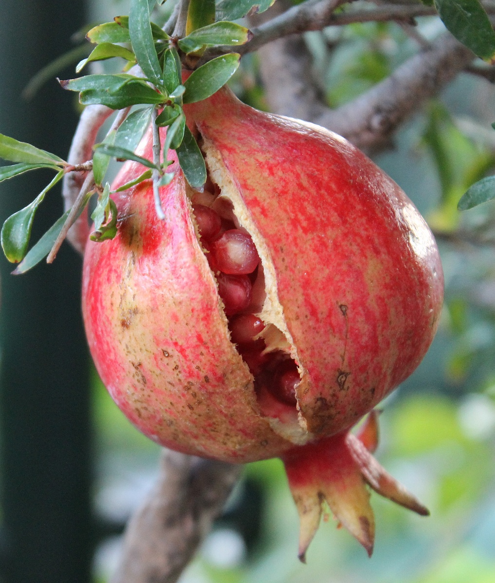 Pomegranate