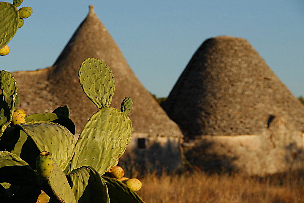 prickly pear in puglia