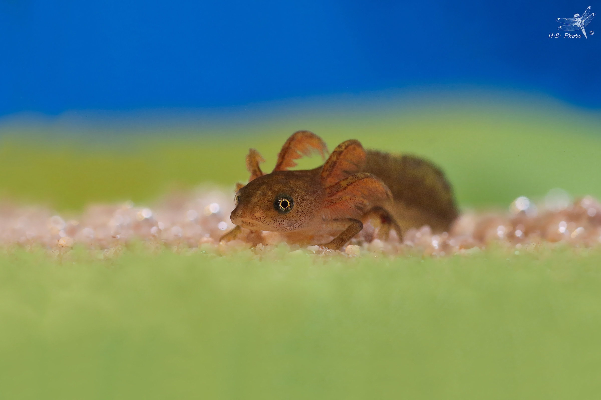 Ichthyosaura alpestris, larvae