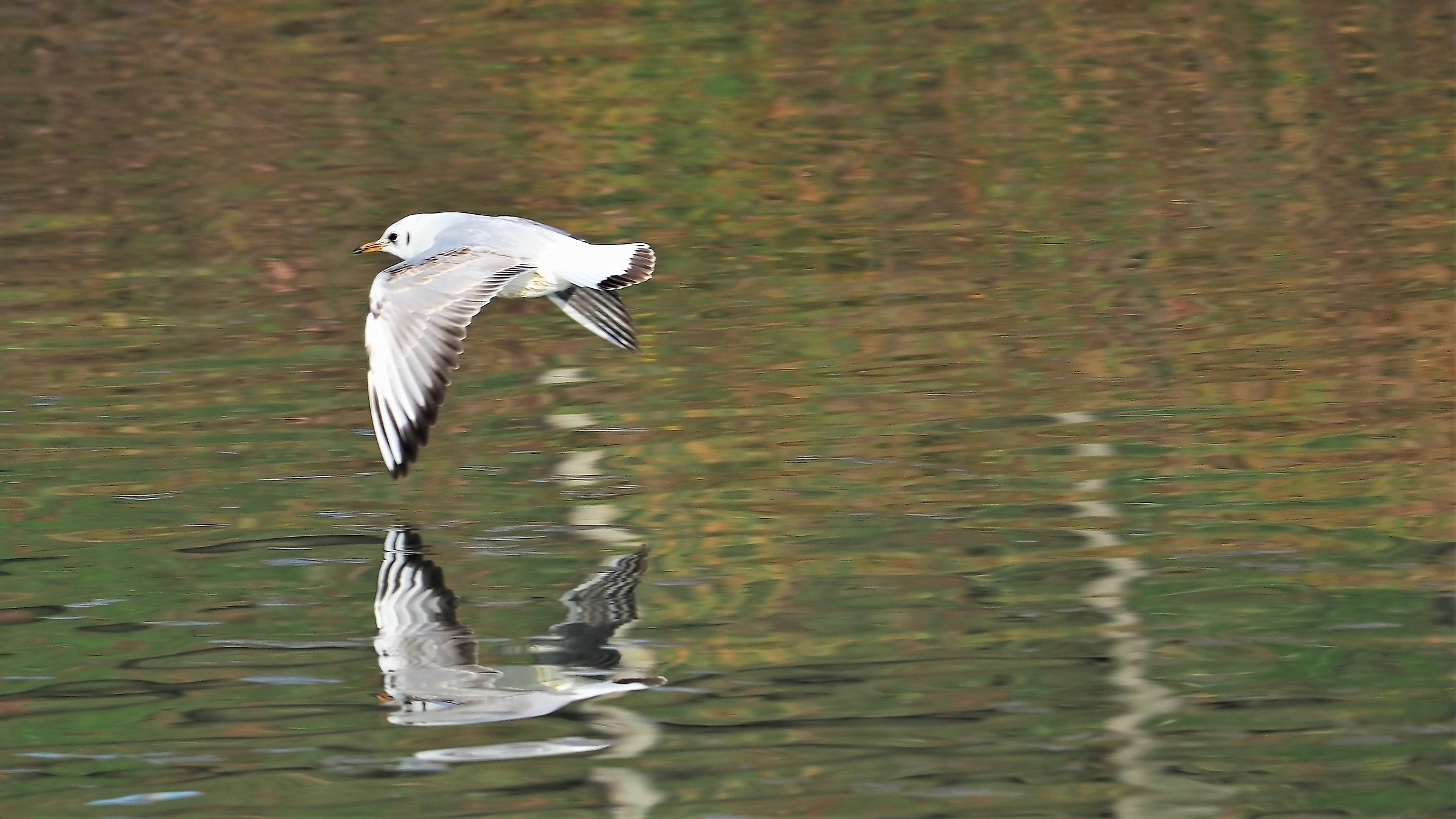 low fly on the mirror