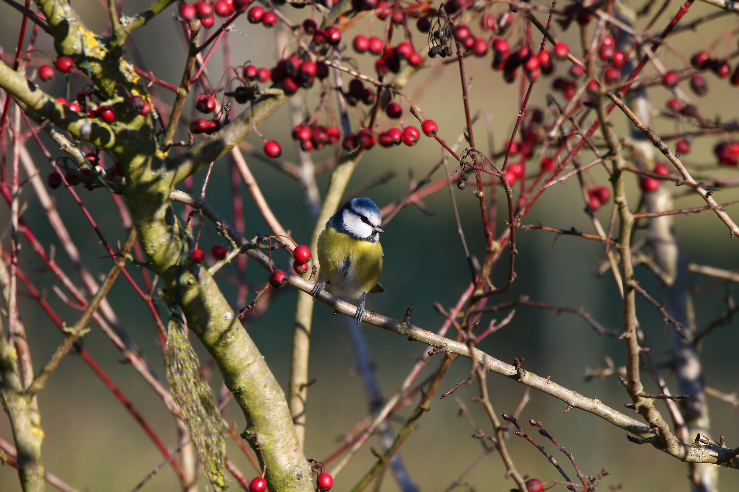 blue tit on the hawthorn