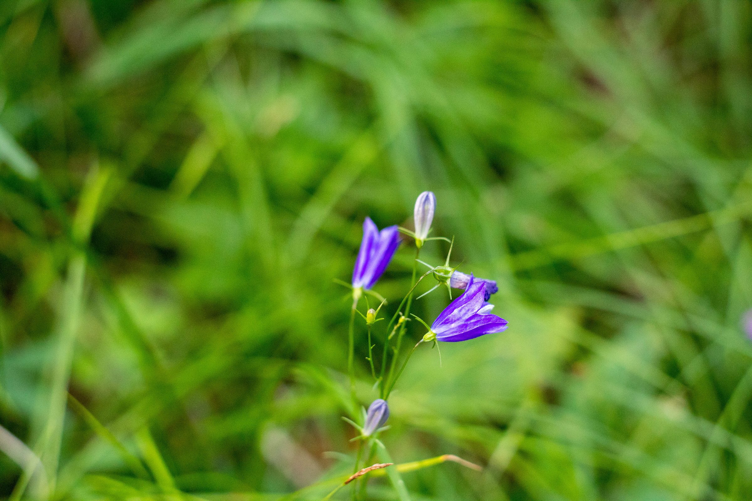 ciclamino