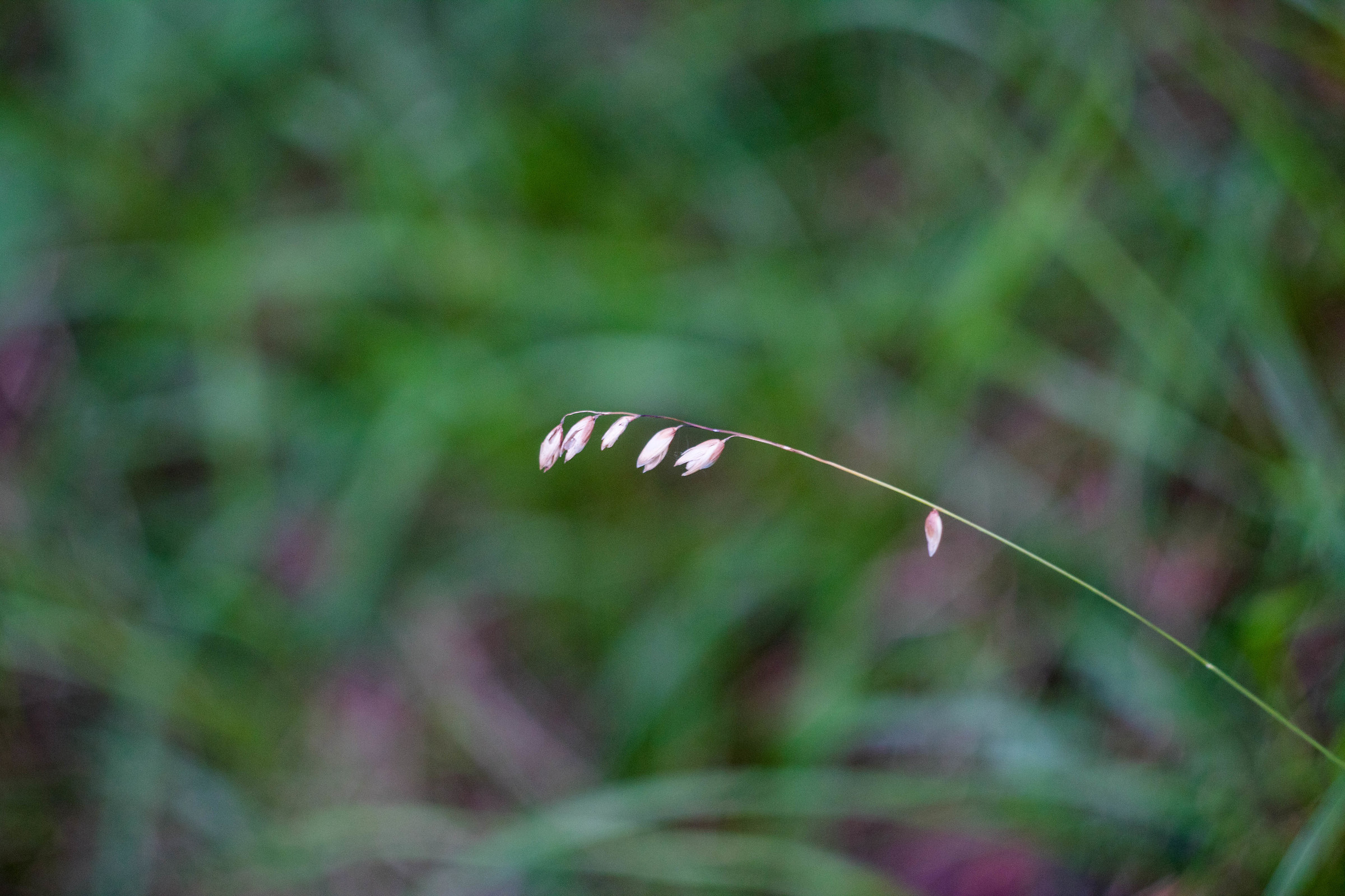 particolare