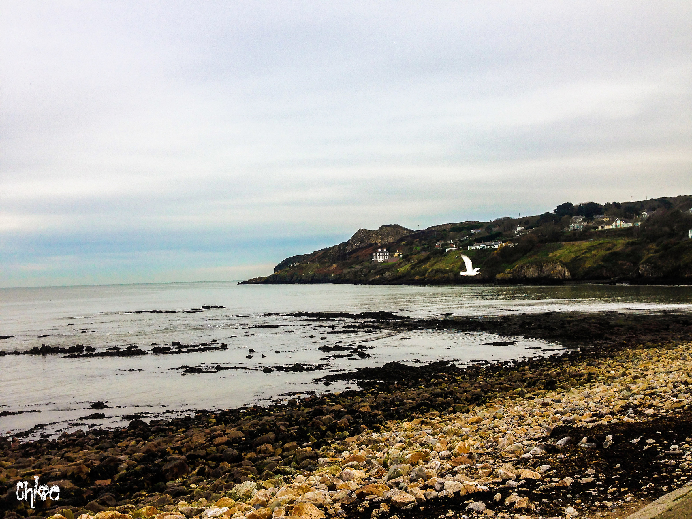 Flight of the seagull