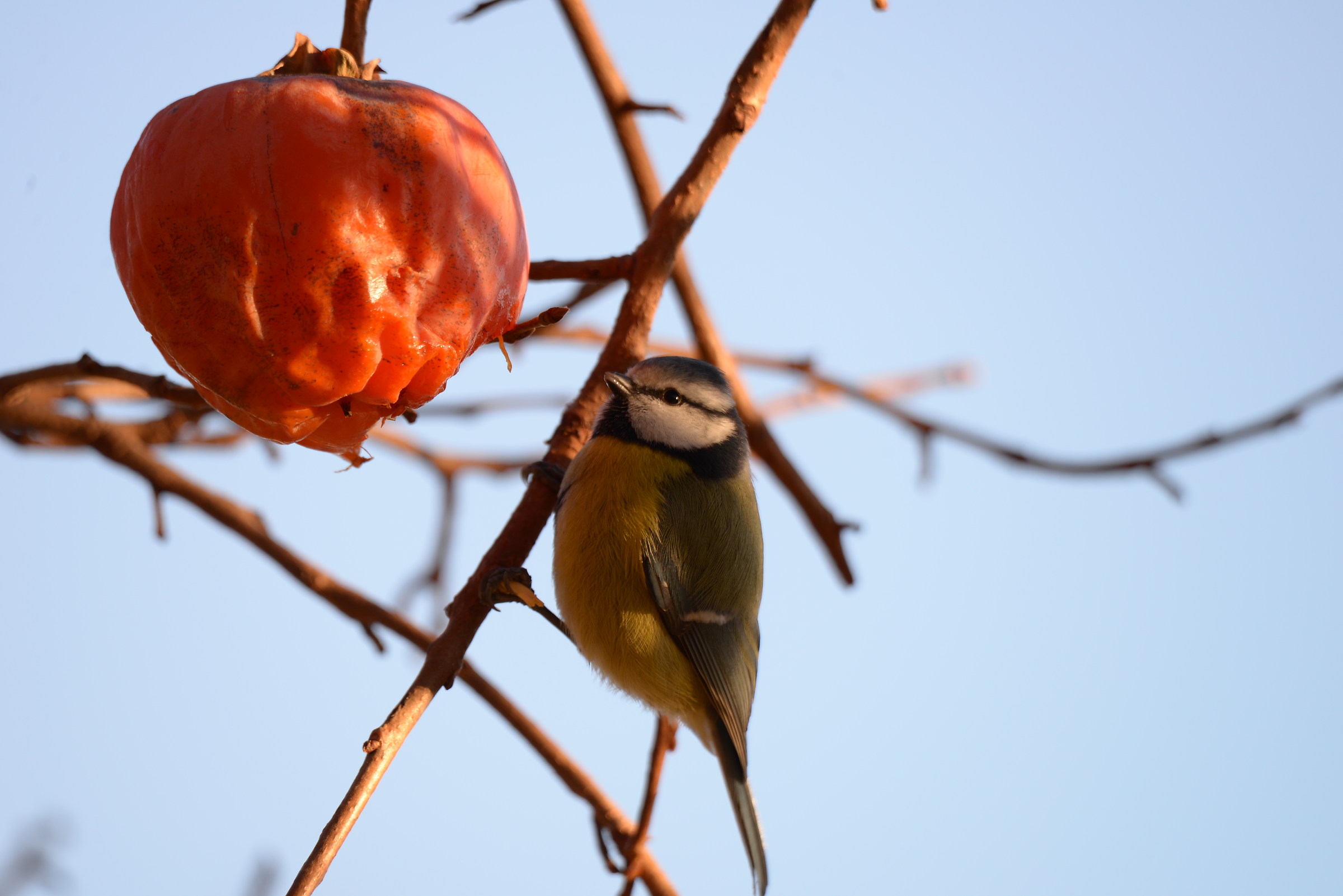 The land of persimmons